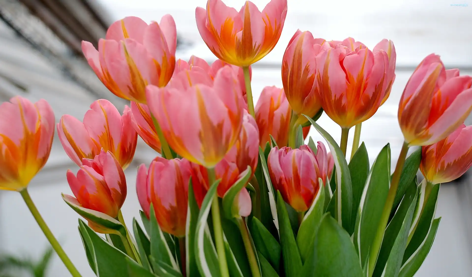 Czerwone, Tulipany