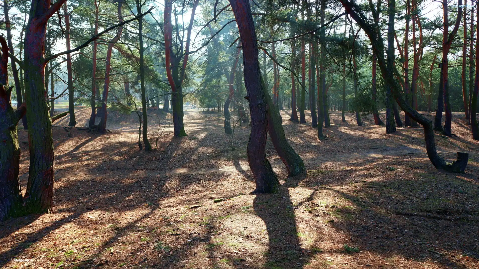 Przebijające Światło, Drzewa, Park