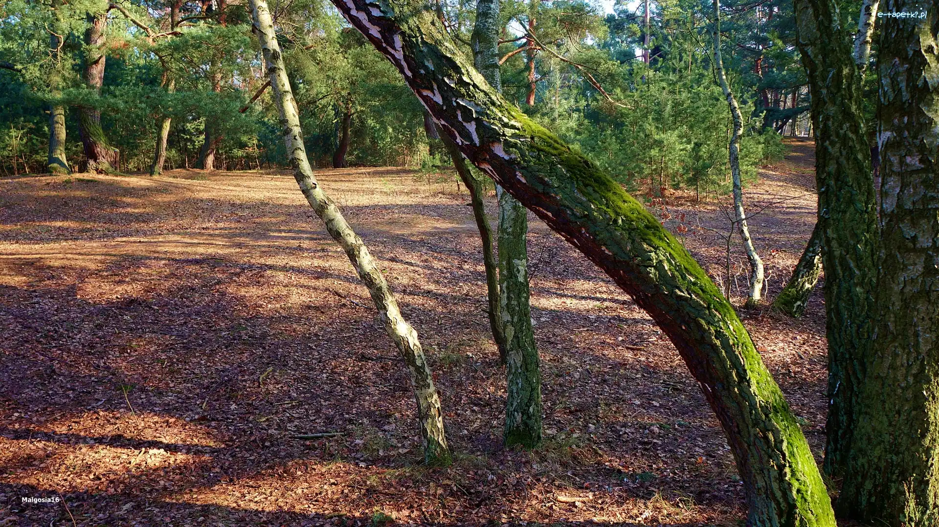 Pień, Drzewa, Mech, Las