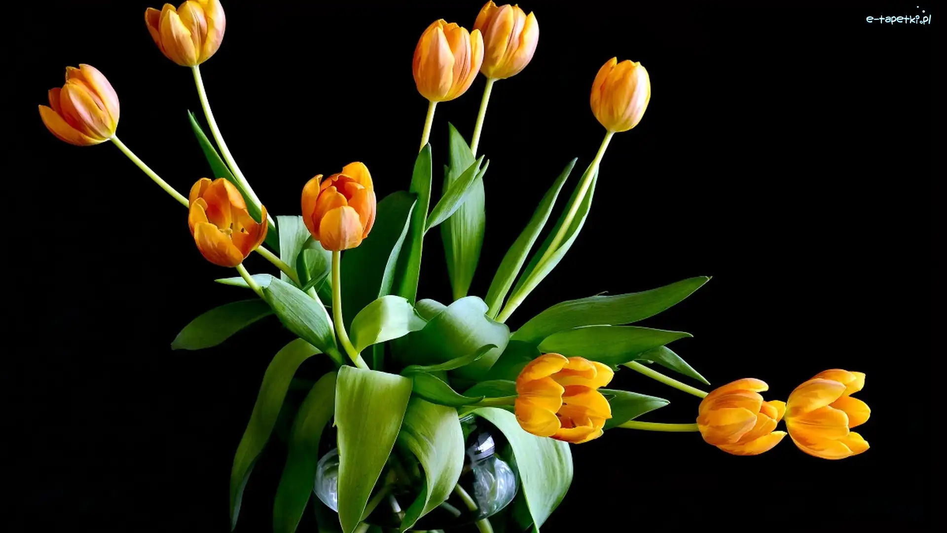 Pomarańczowe, Wazon, Tulipany, Tło, Czarne