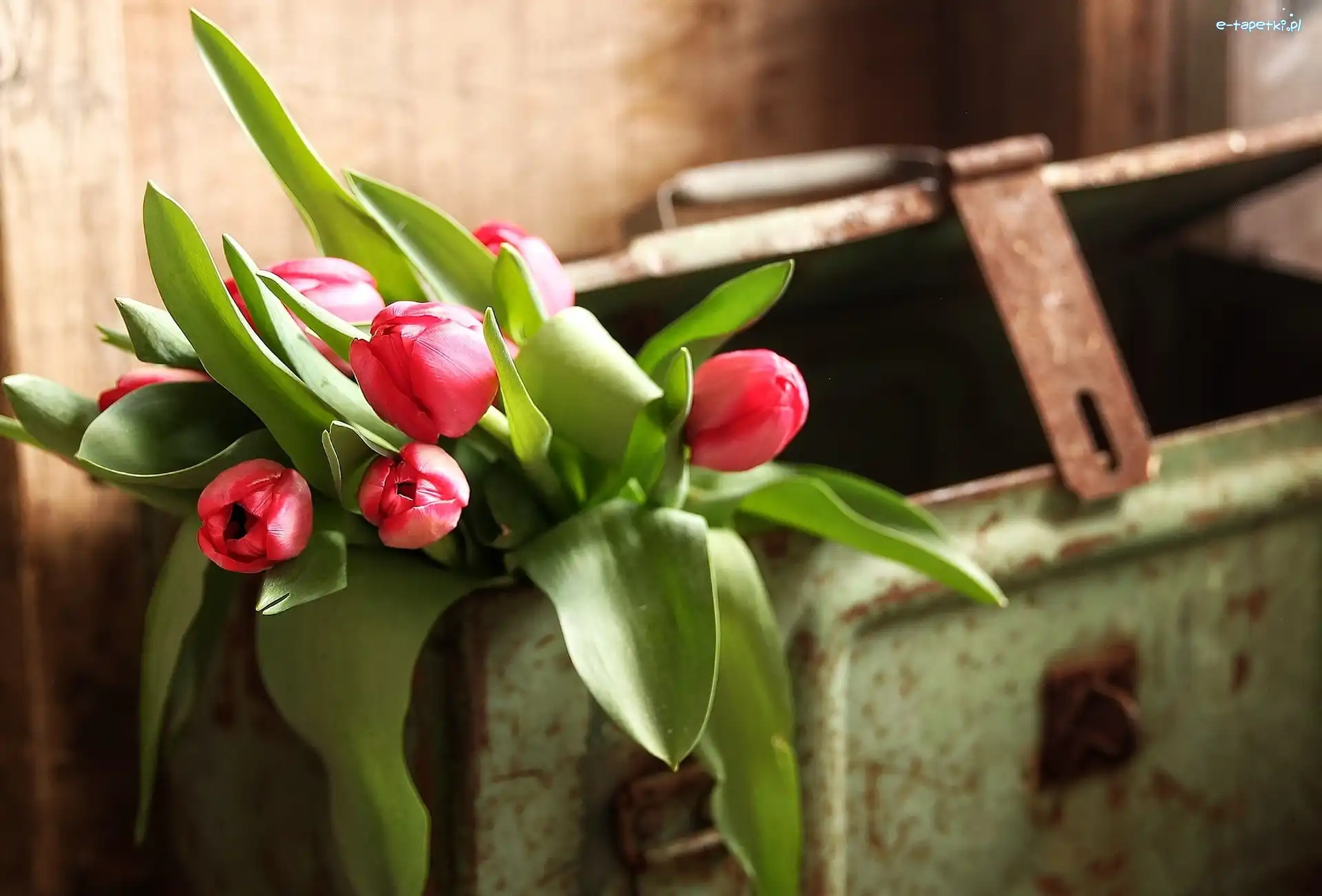Kwiaty, Tulipany