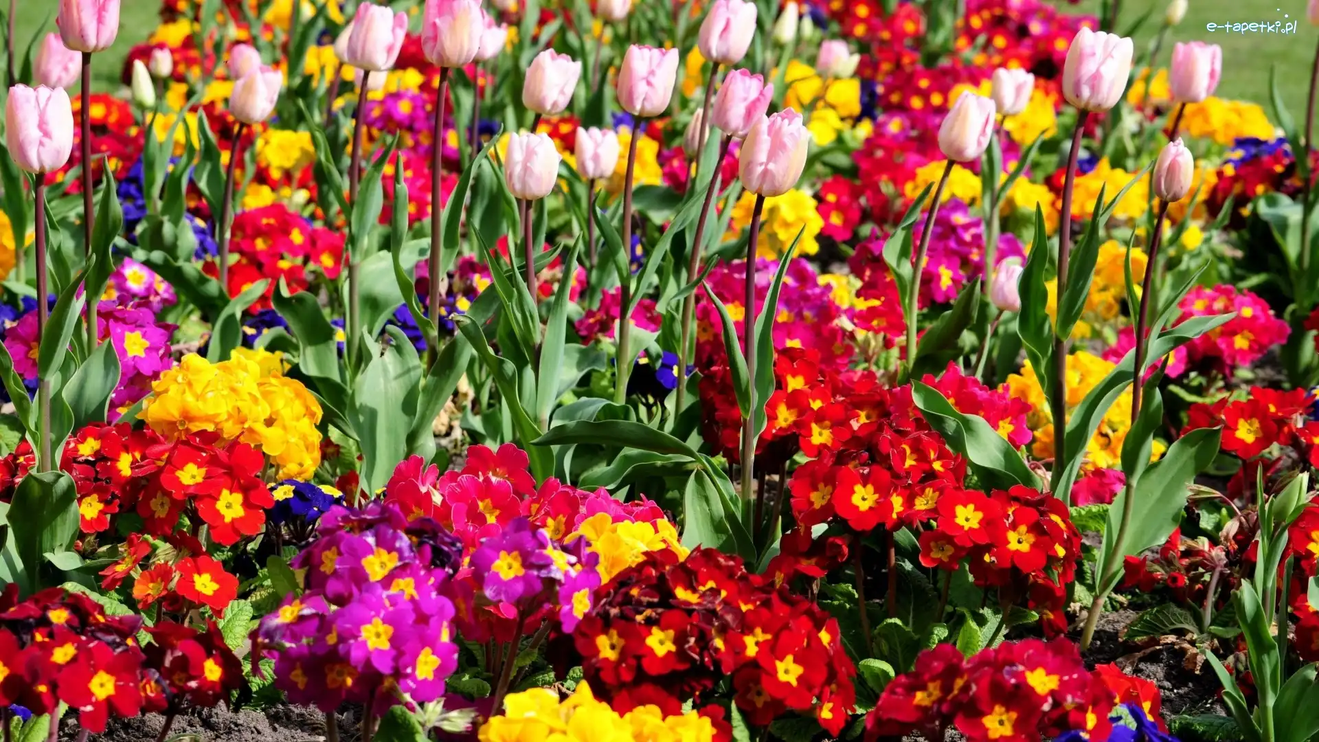 Tulipany, Pierwiosnki, Kolorowe, Różowe