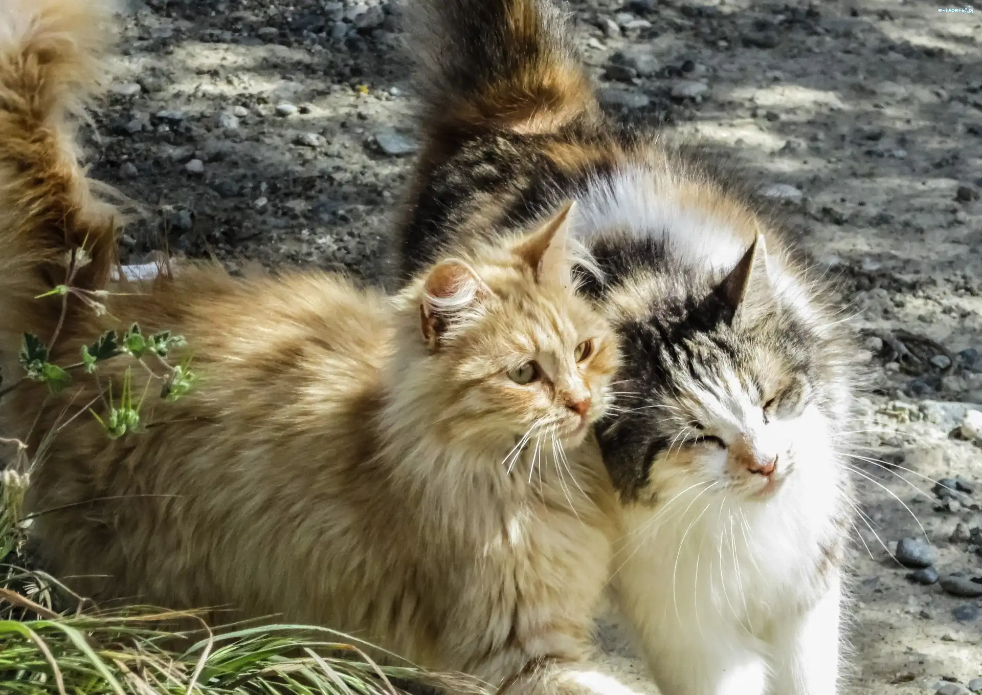 Koty, Puszyste, Dwa