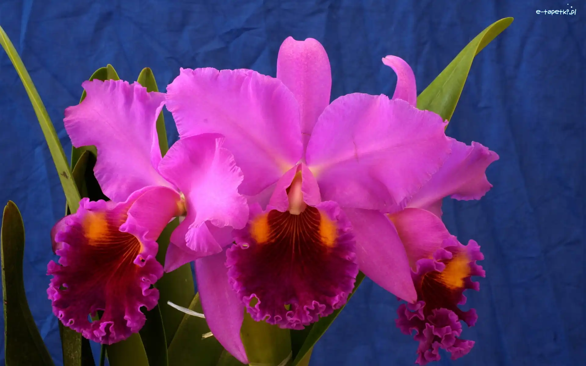 Orchidea, Kwiat