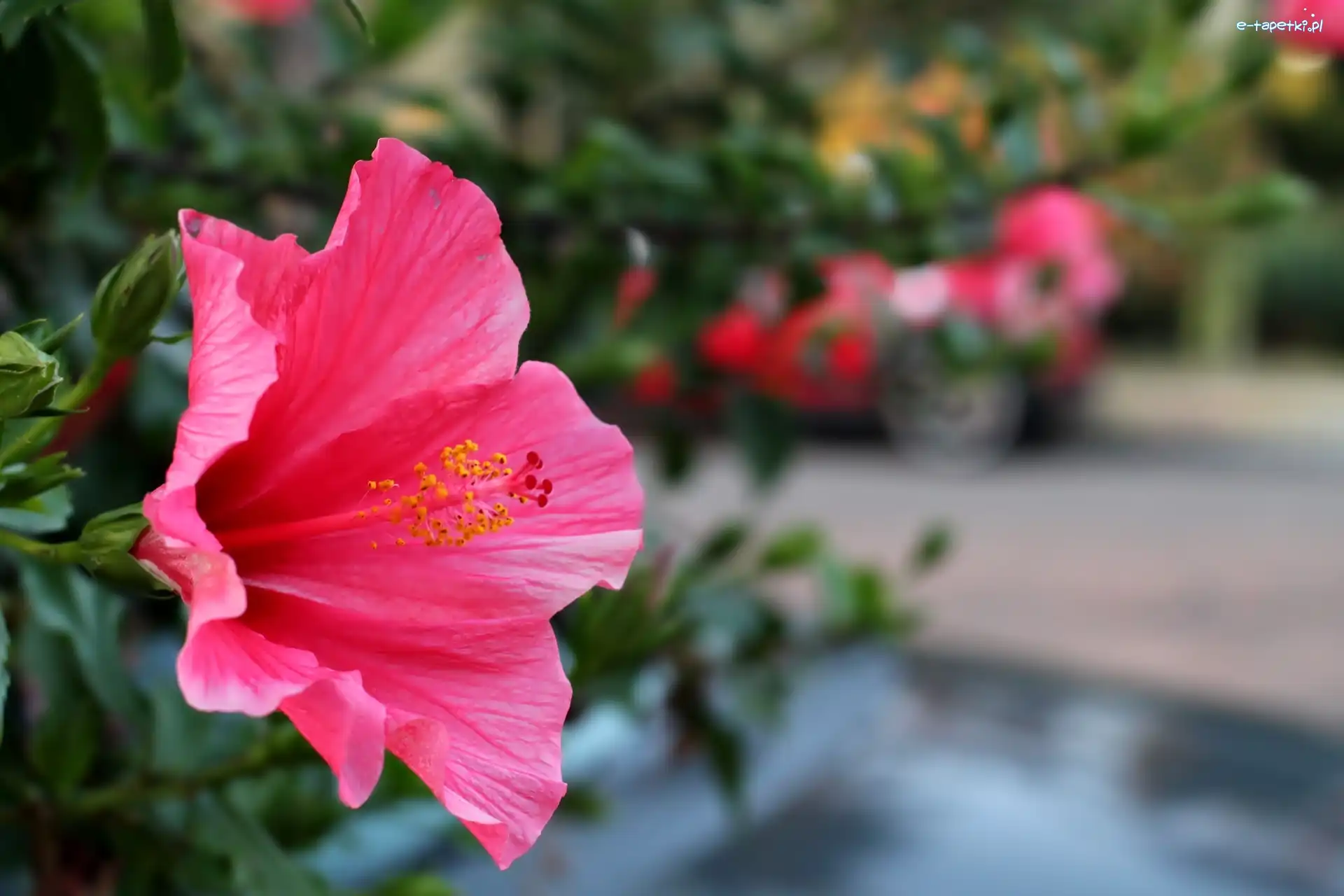 Hibiskus, Kwiat
