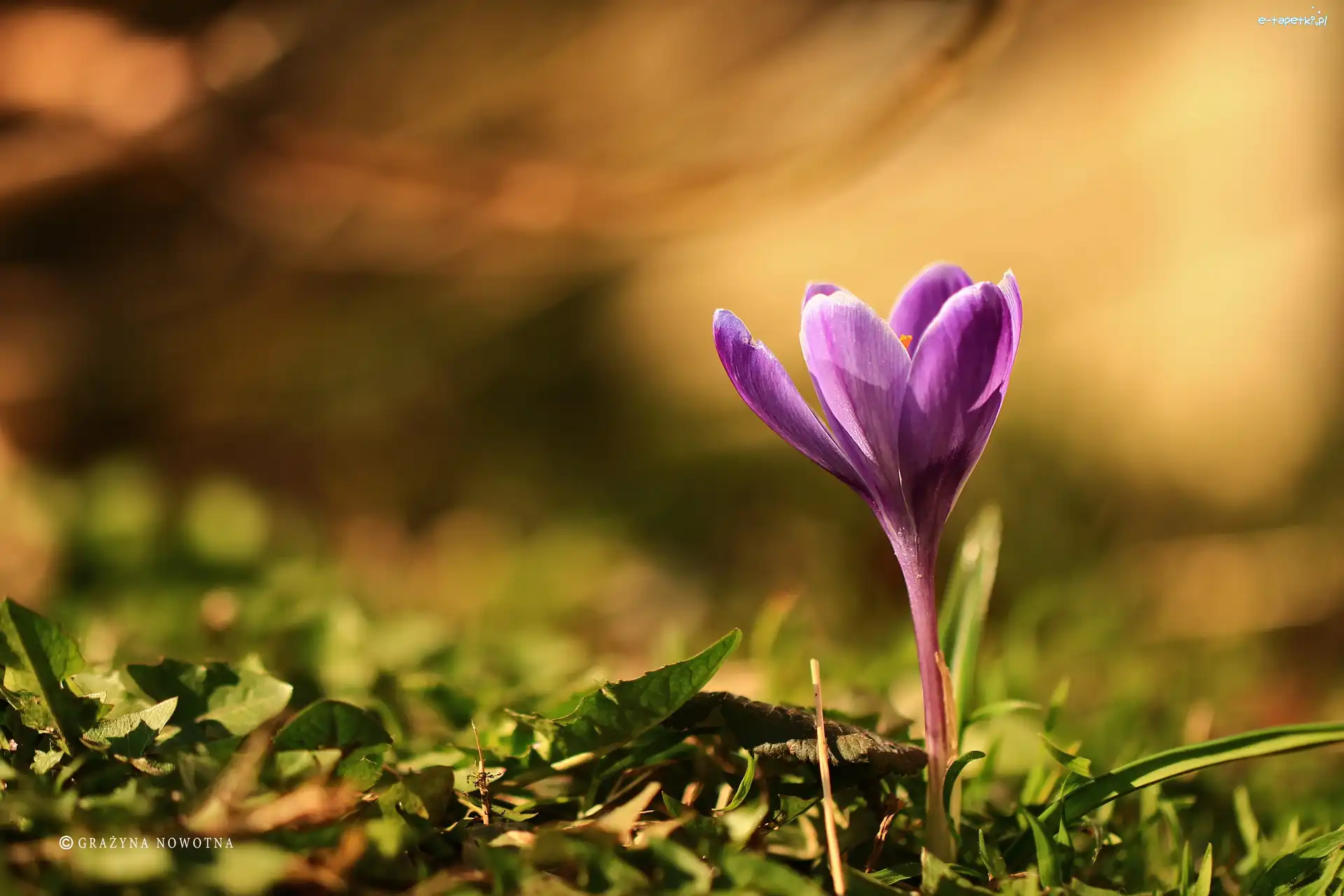 Krokus, Fioletowy