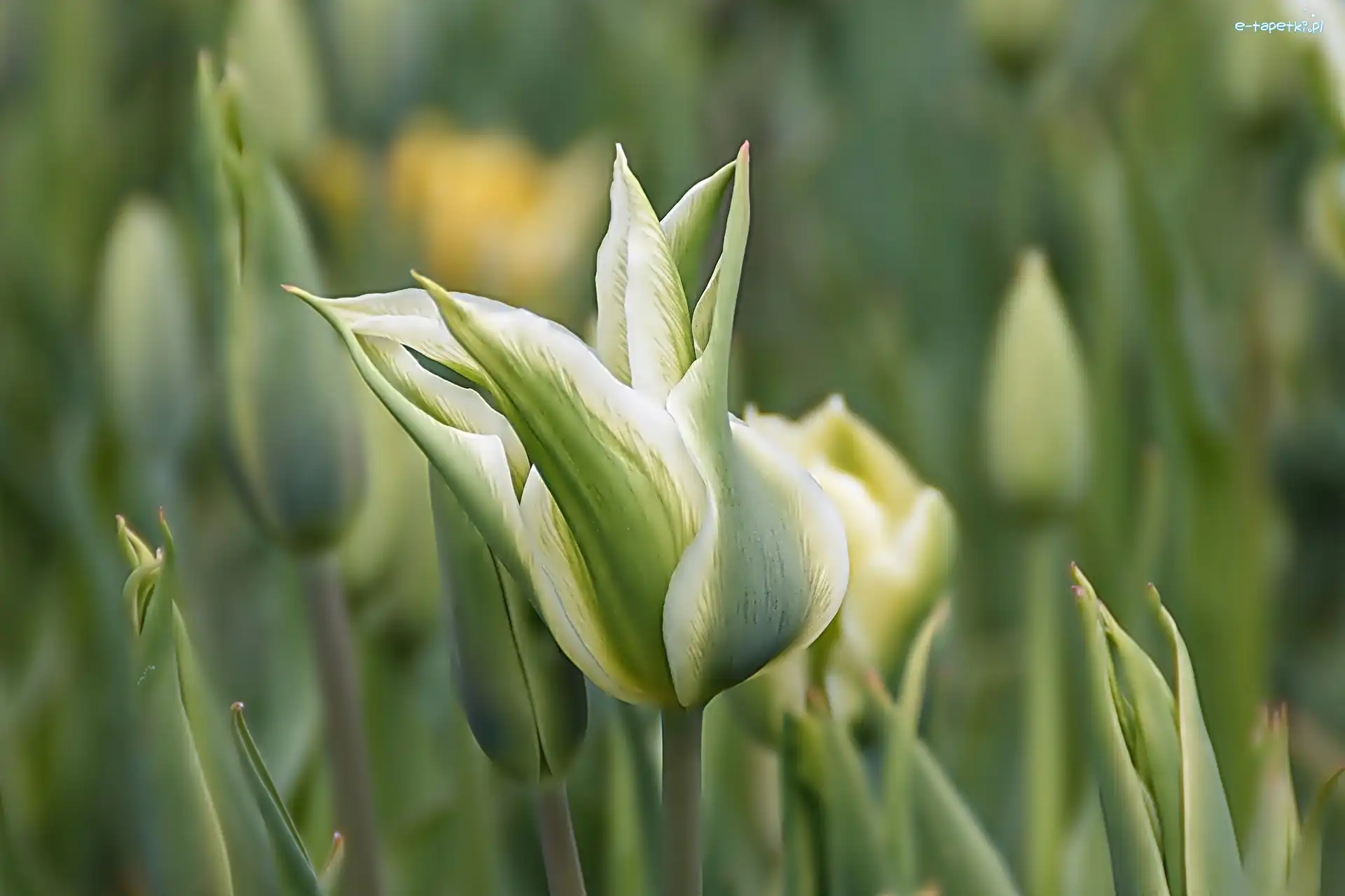 Tulipany, Zielone, Biało