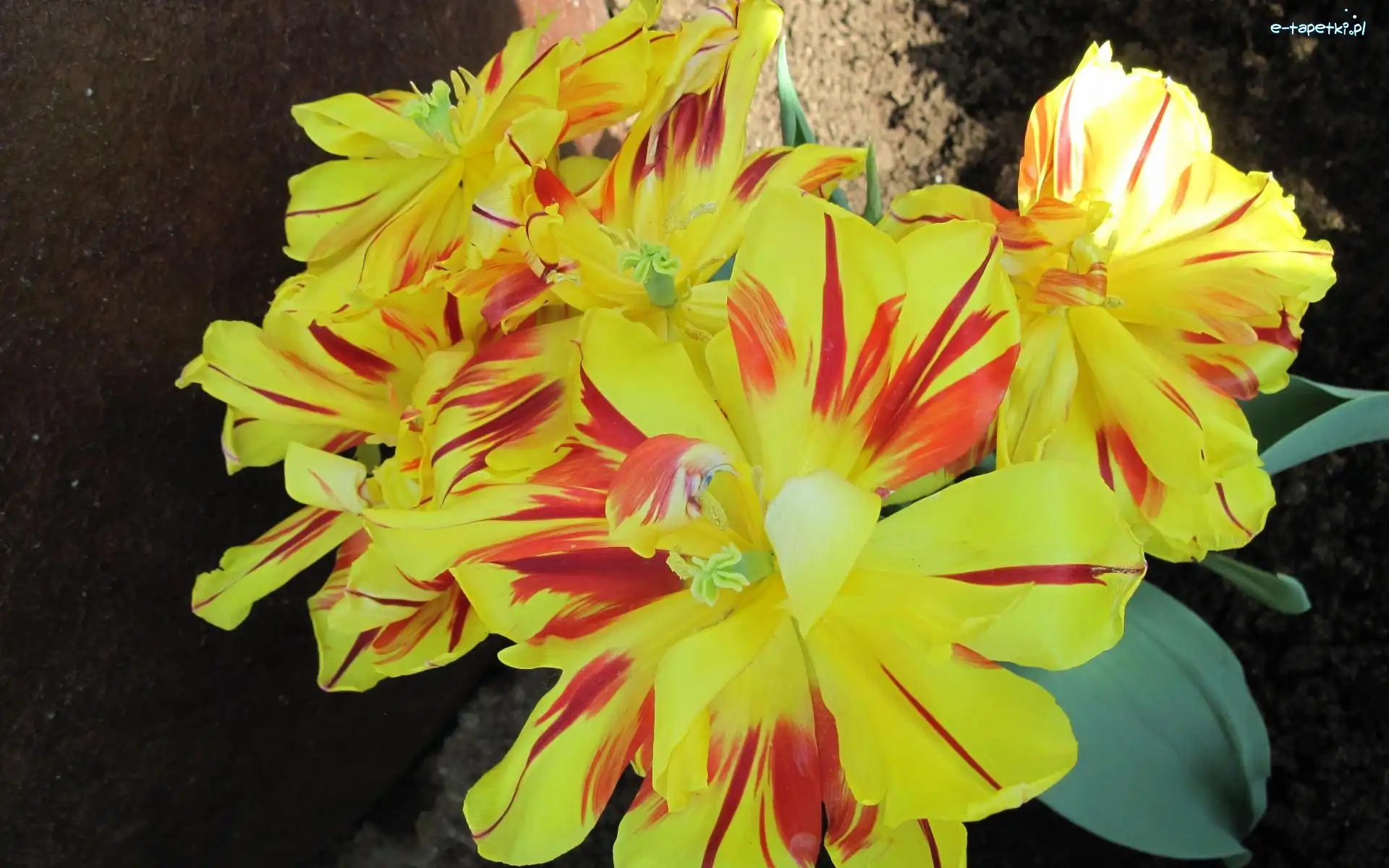 Żólto, Tulipanów, Czerwonych, Bukiet