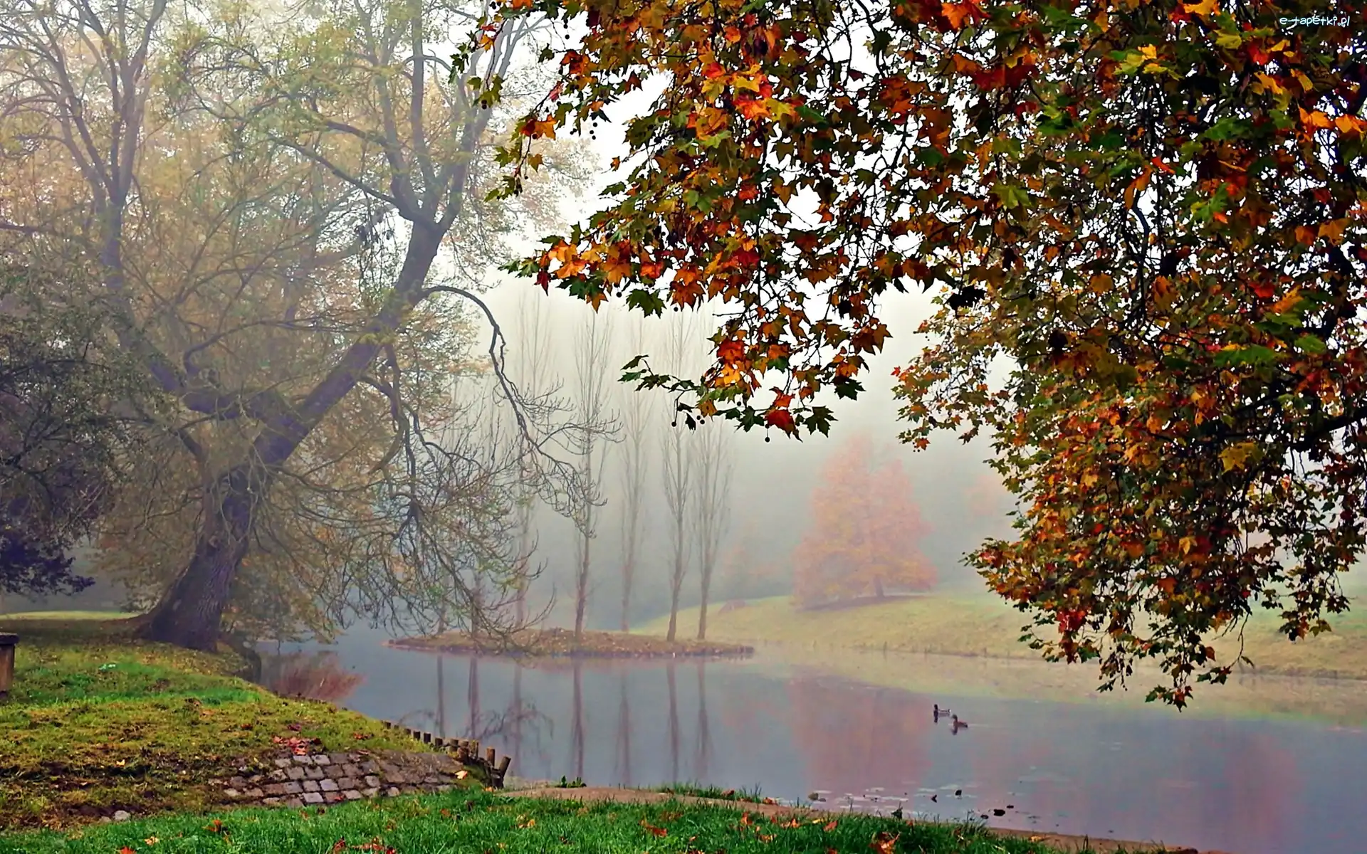 Jesień, Rzeka, Park, Mgła, Kaczki