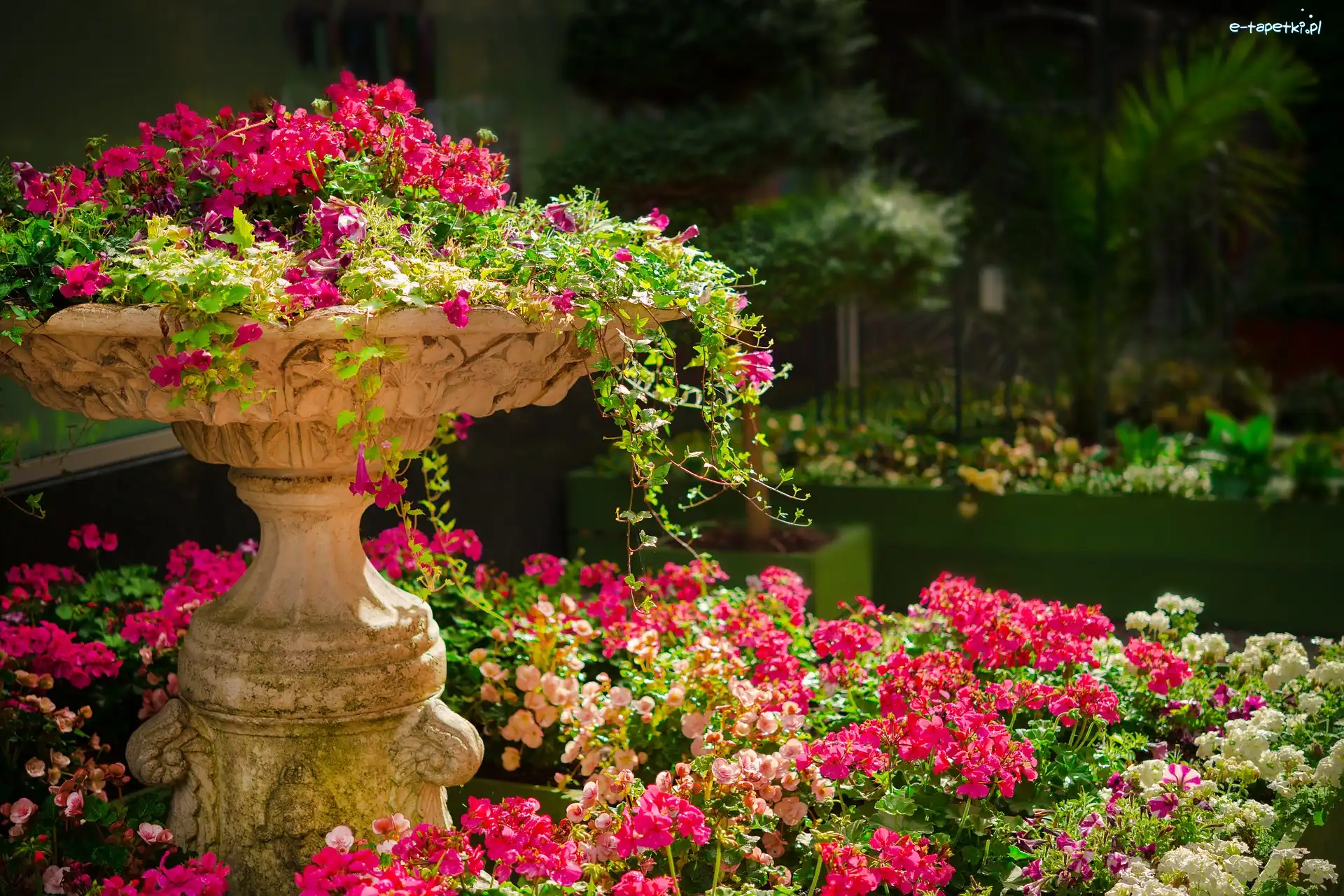 Park, Donica, Ogród, Pelargonie, Kamienna