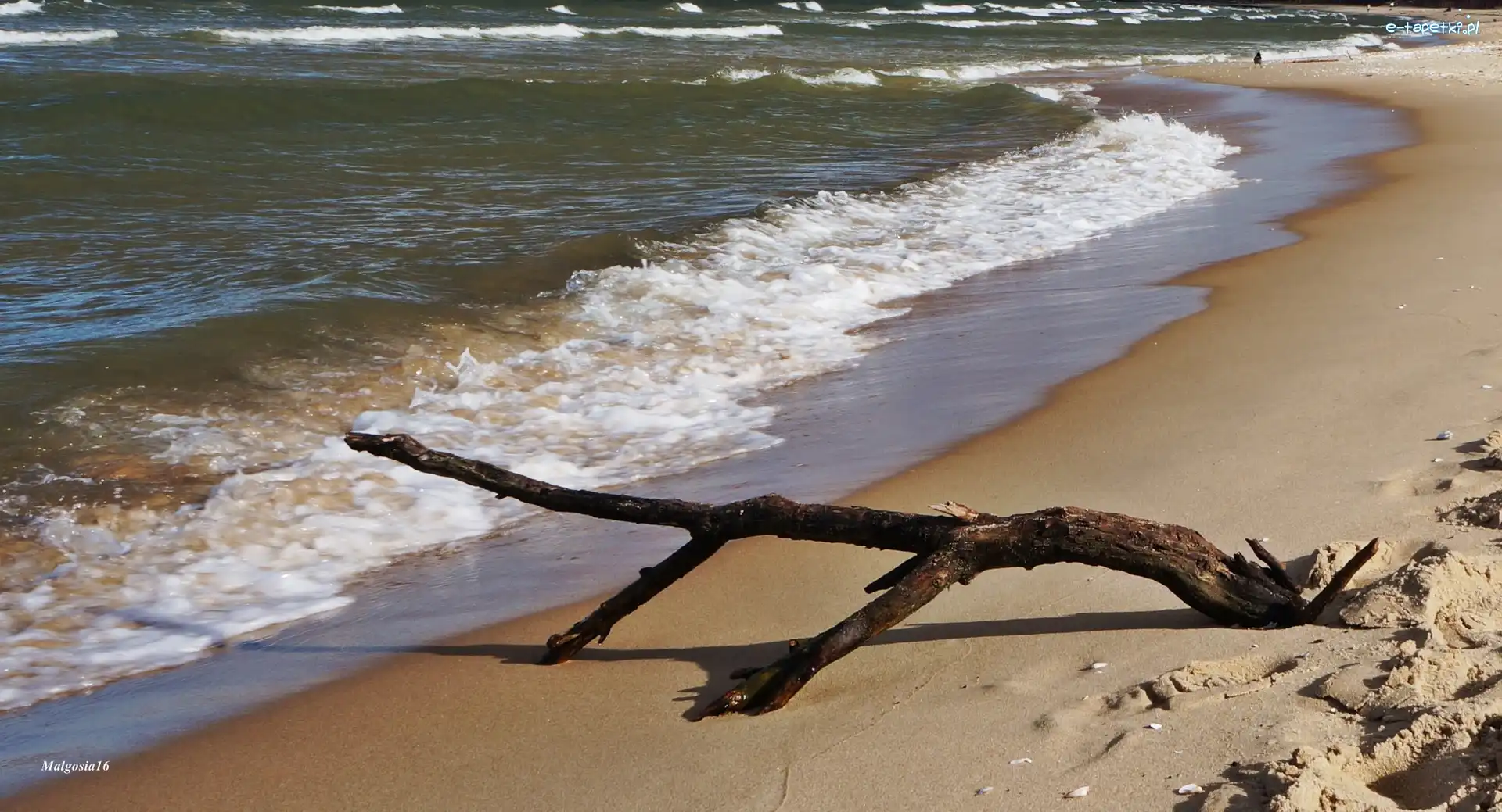 Uschnięta, Fale, Plaża, Gałąź, Bałtyk, Morze