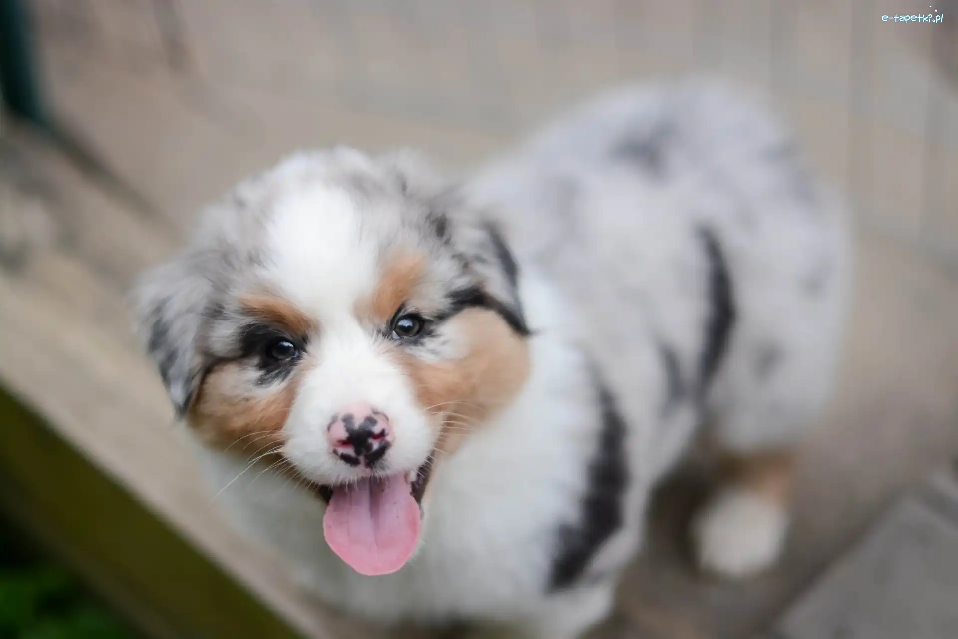 Owczarek australijski-australian shepherd, Szczeniak