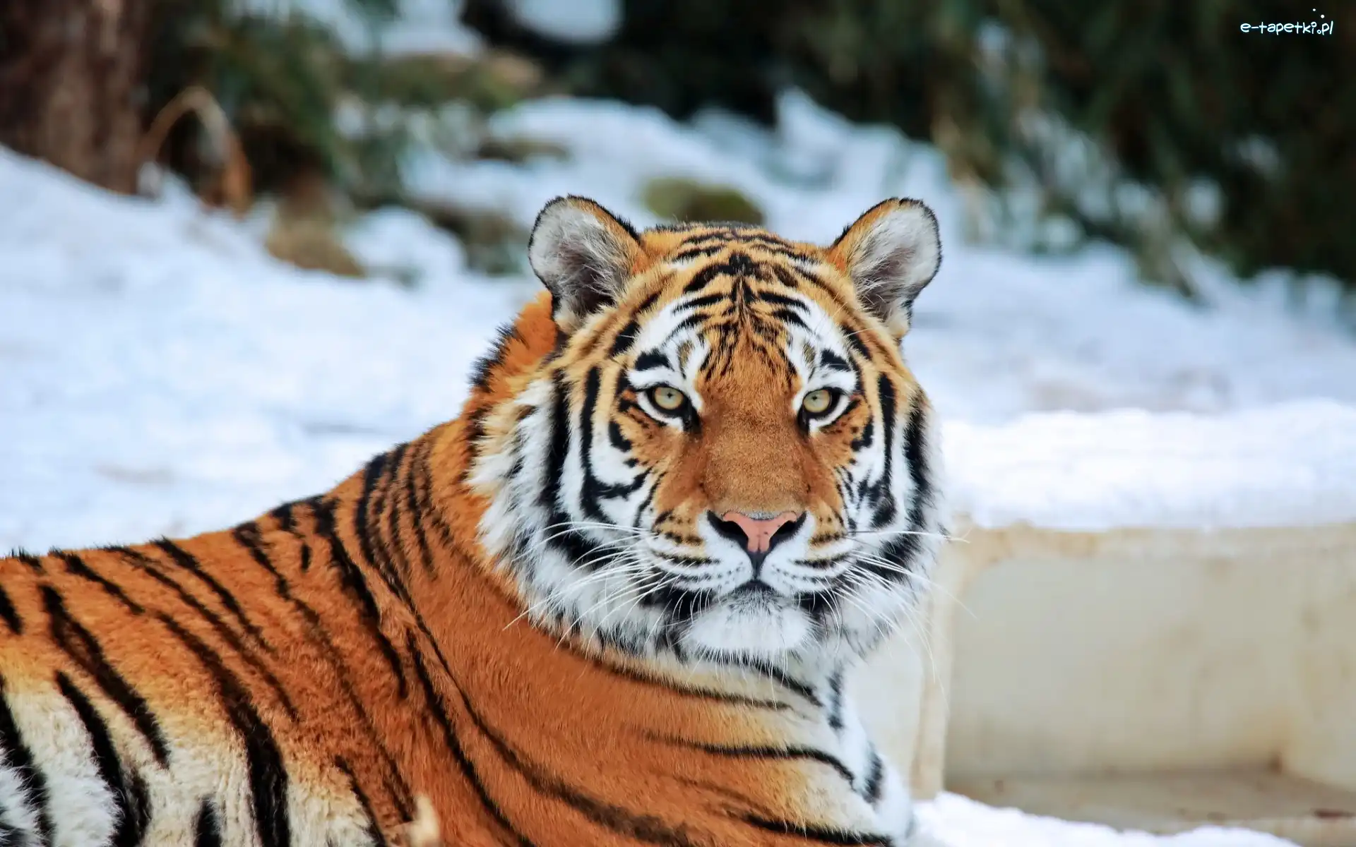 Zoo, Kot, Zwierze, Zima, Dziki, Tygrys