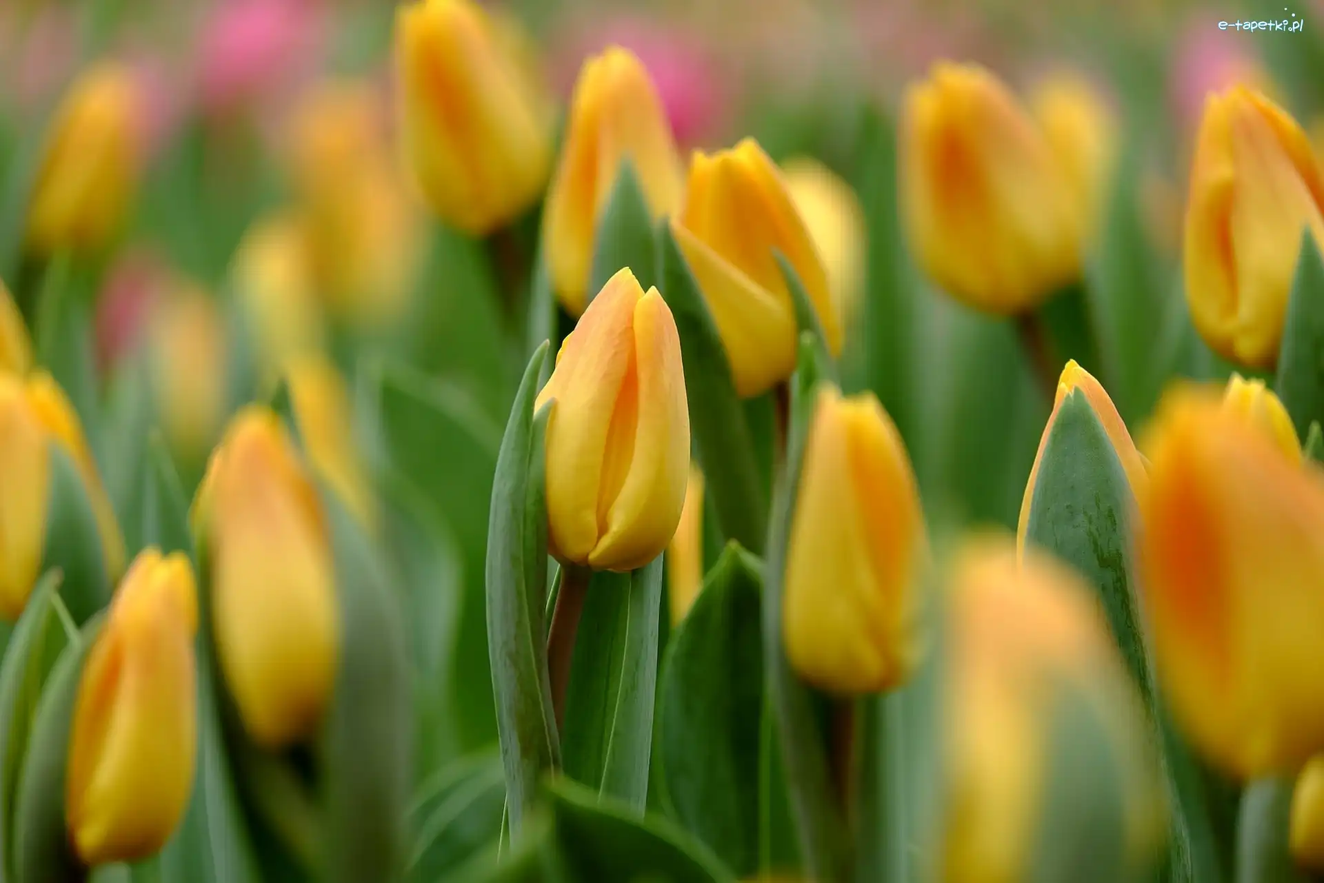 Kwiaty, Tulipany, Żółte