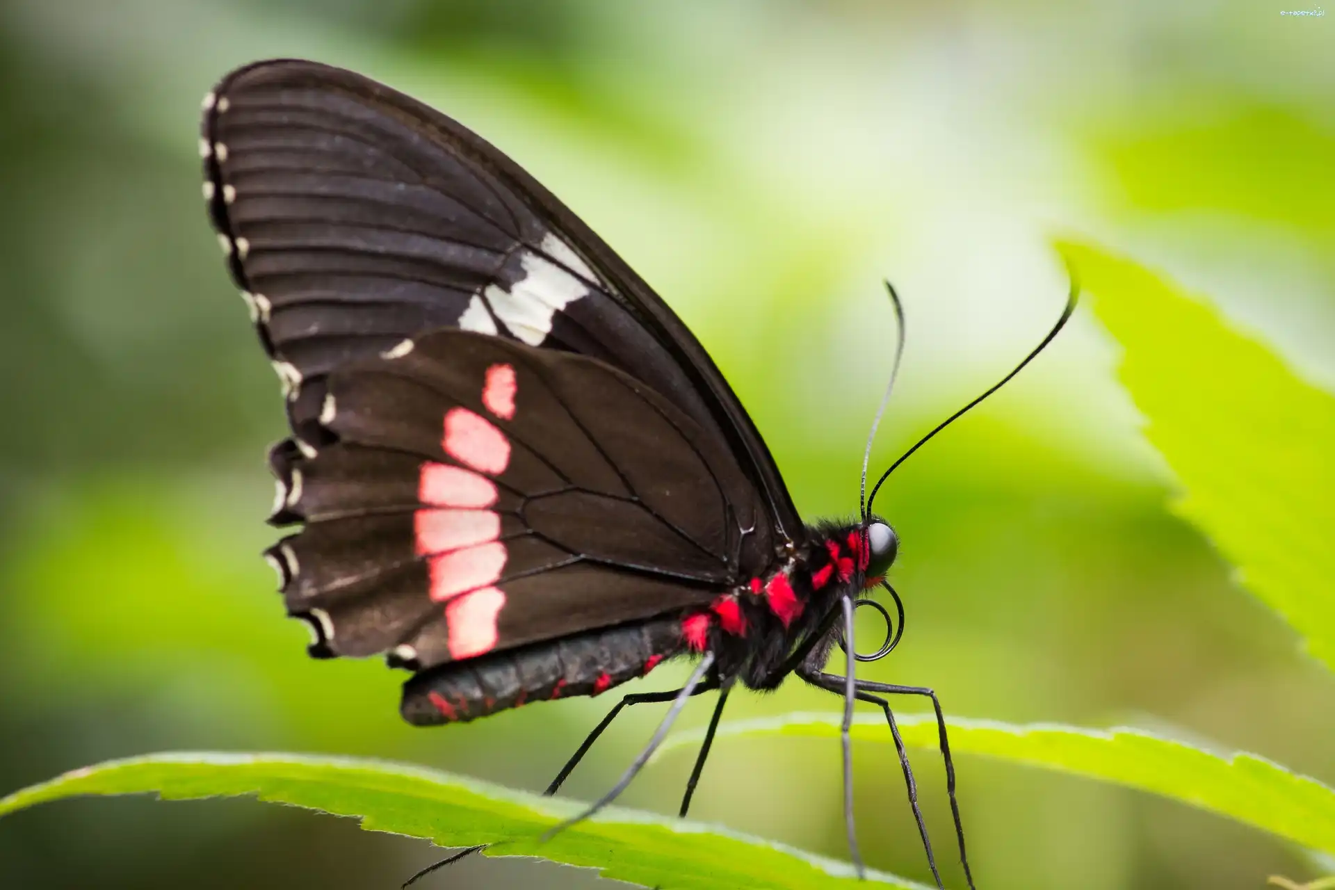 Makro, Motyl
