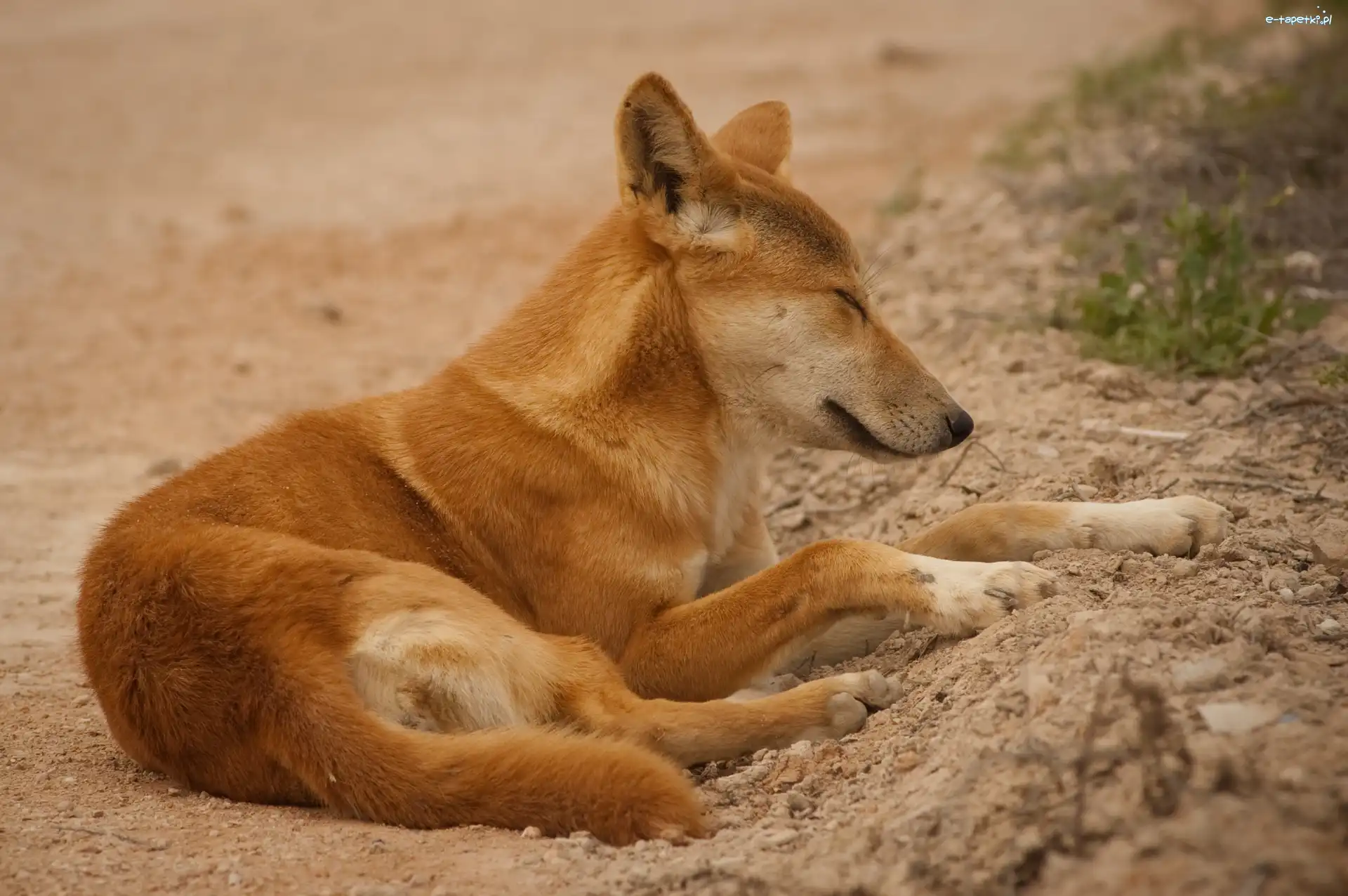 Dingo, Pies, Śpiący