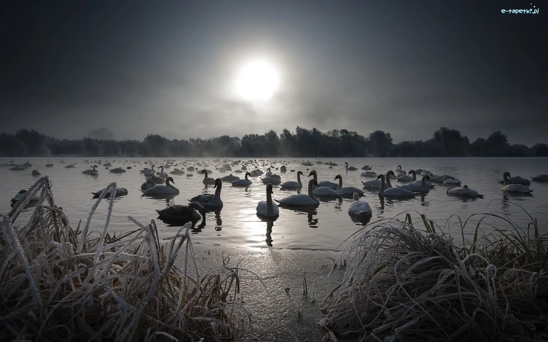 Łabędzie, Jezioro, Zima