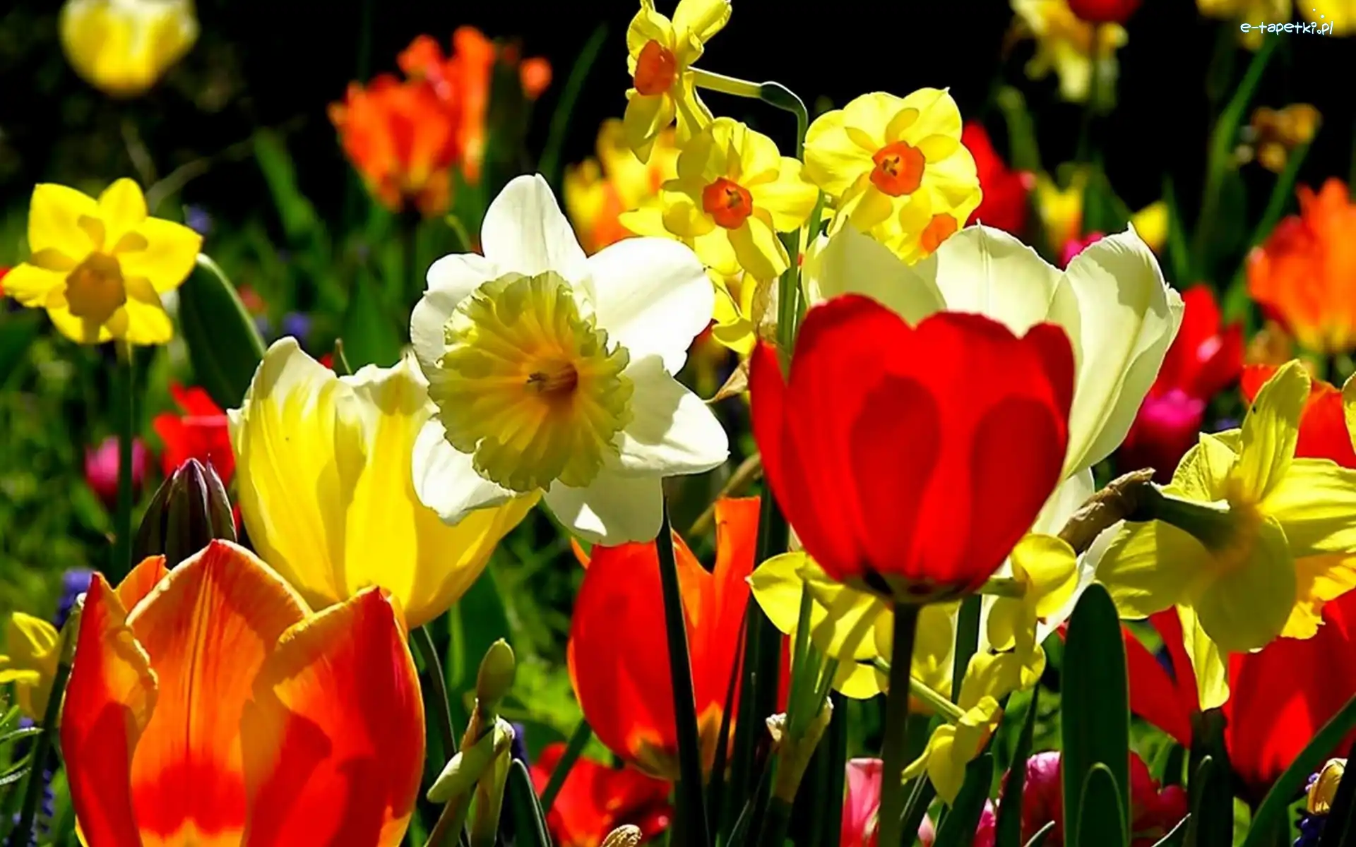 Żonkile, Tulipany