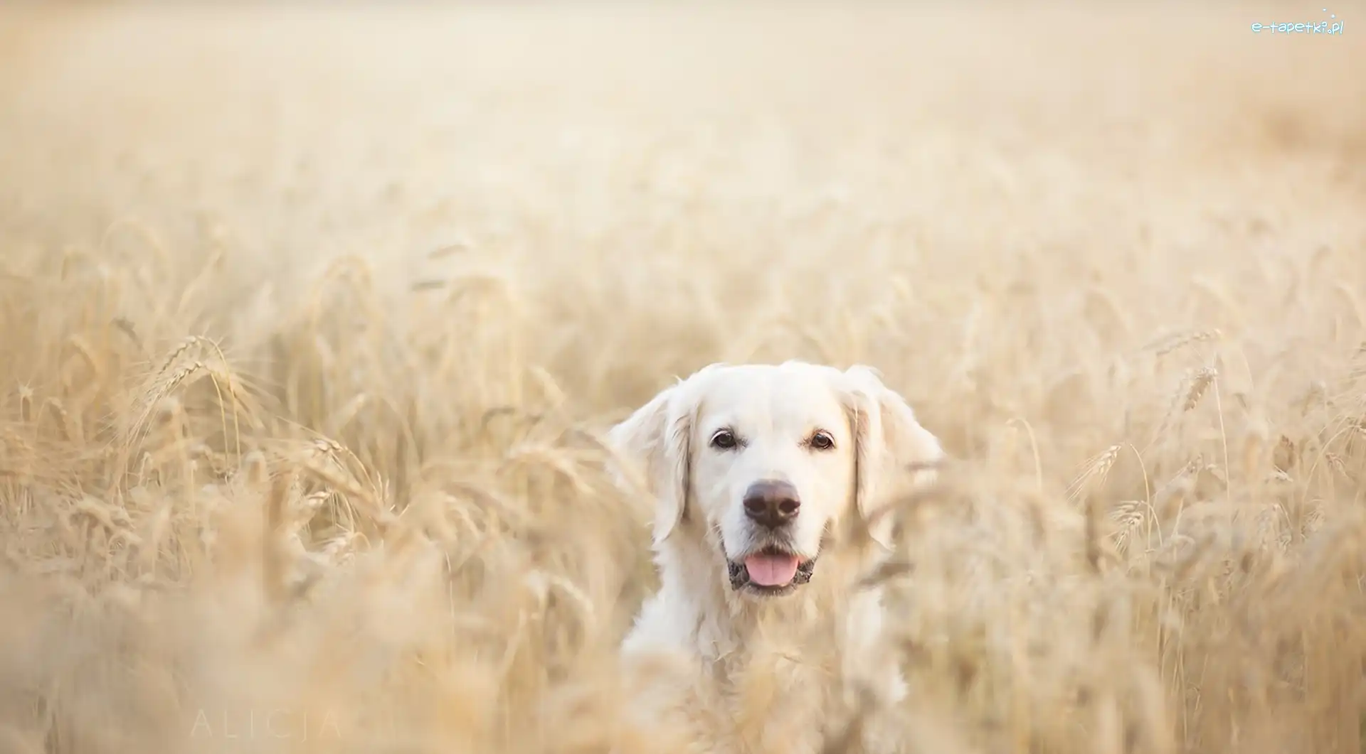 Zboże, Retriever, Pole, Lato, Golden, Pies