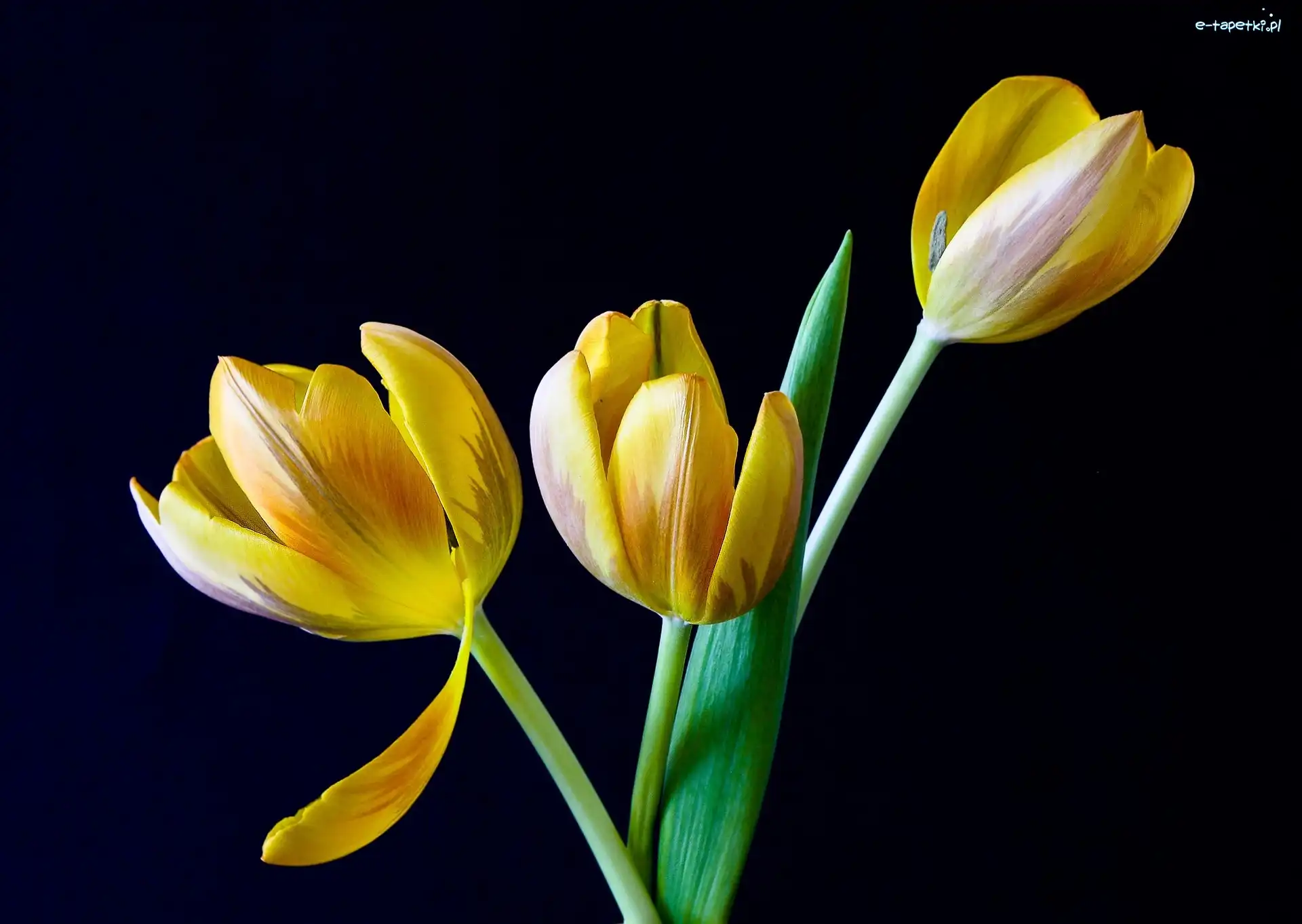 Tulipany, Tło, Czarne, Żółte