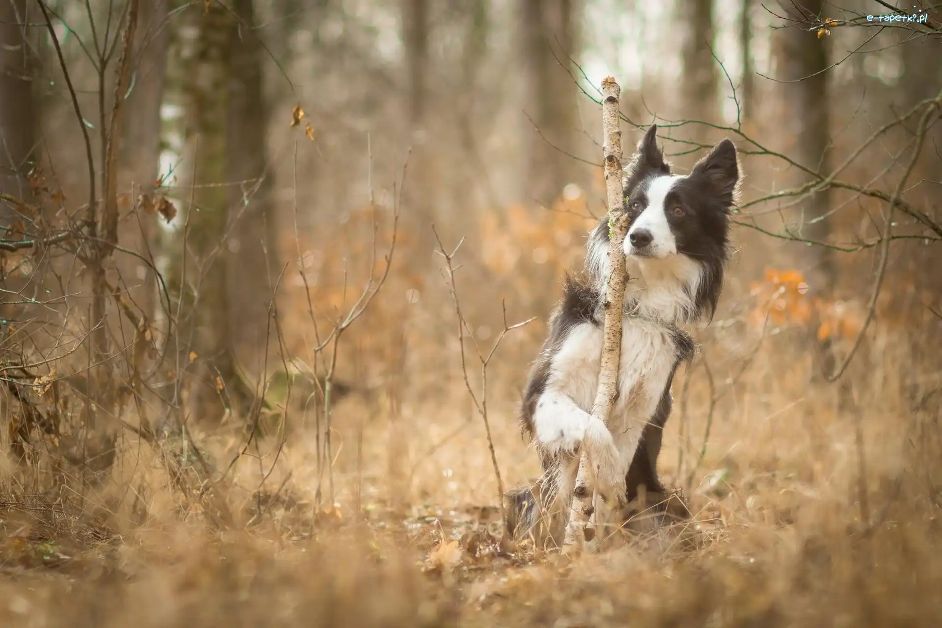 Pies, Jesień, Border Collie, Sztuczka, Las