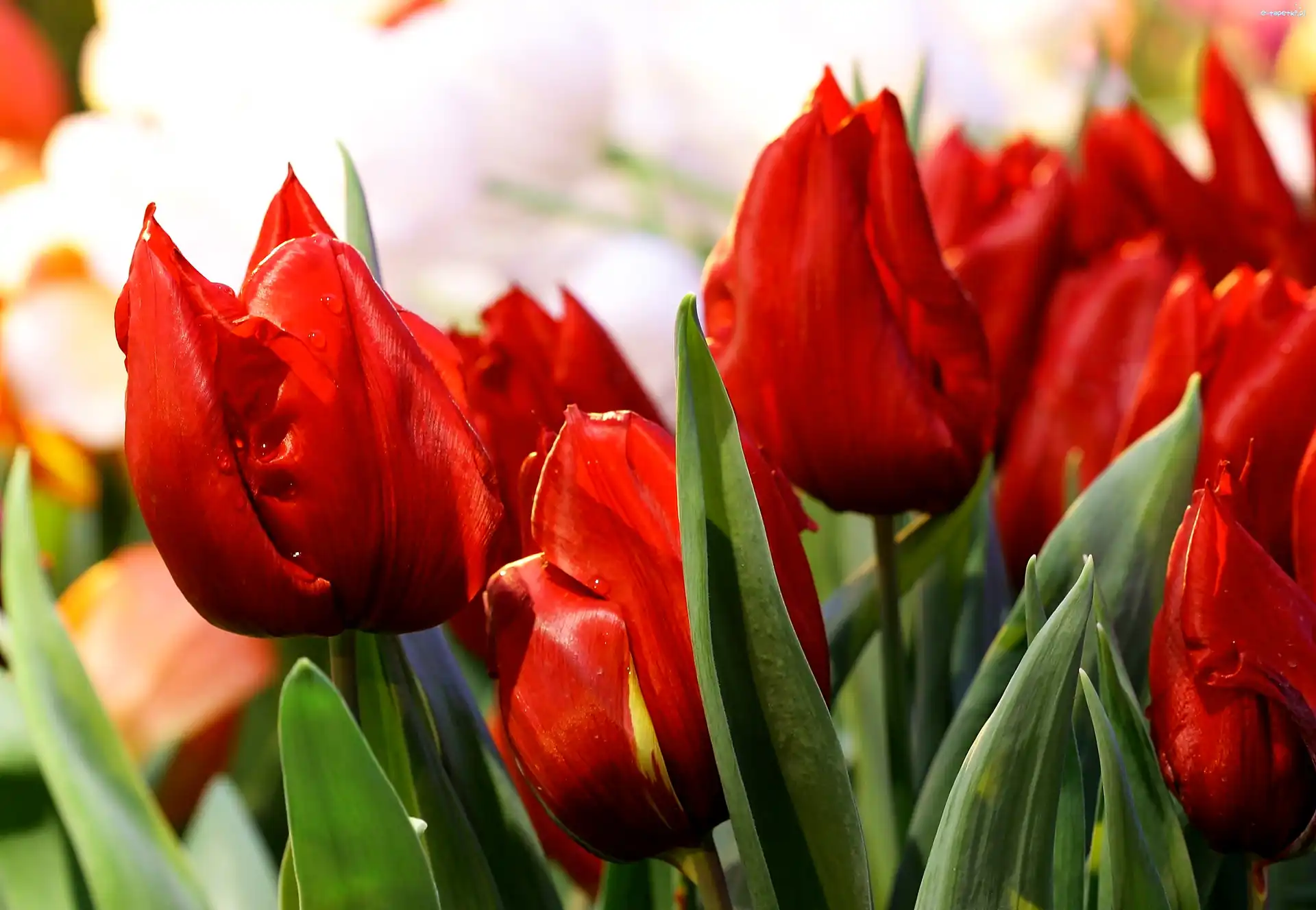 Tulipany, Czerwone