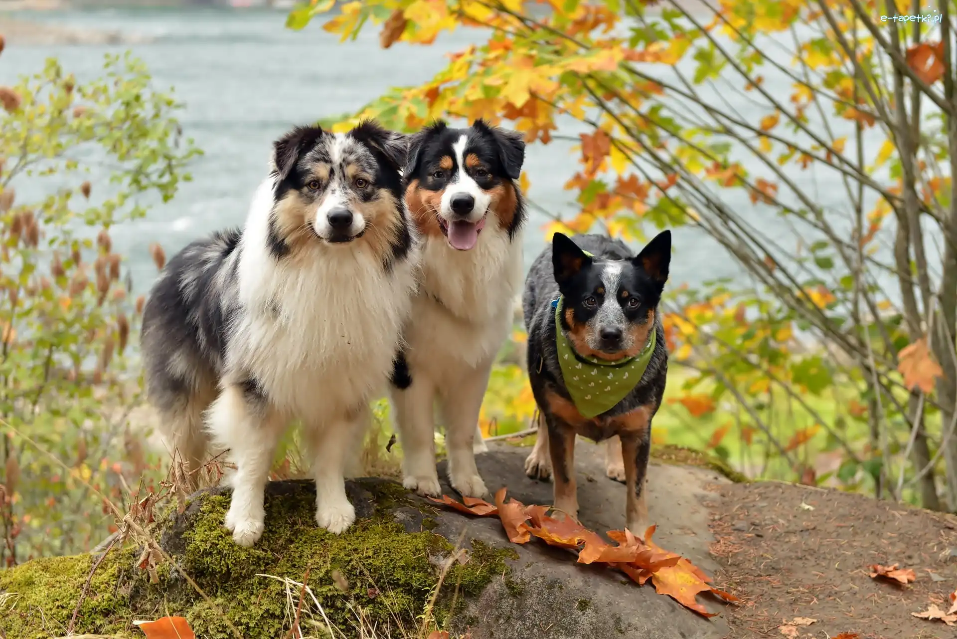 Trzy, Przyjaciele, Pieski, Owczarki australijske-australian shepherd, Australian cattle dog