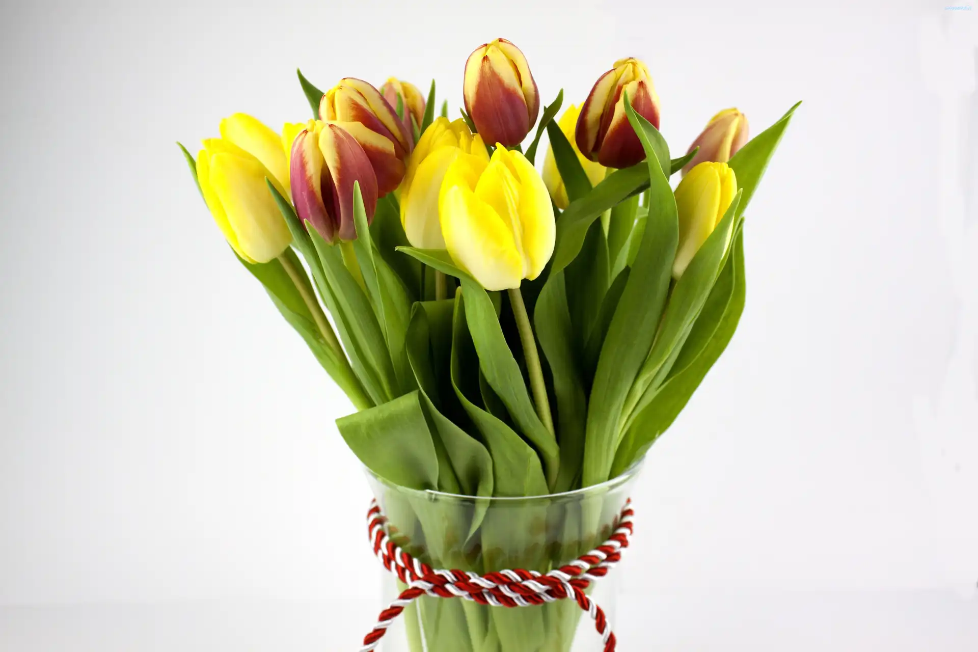 Kwiaty, Tulipany