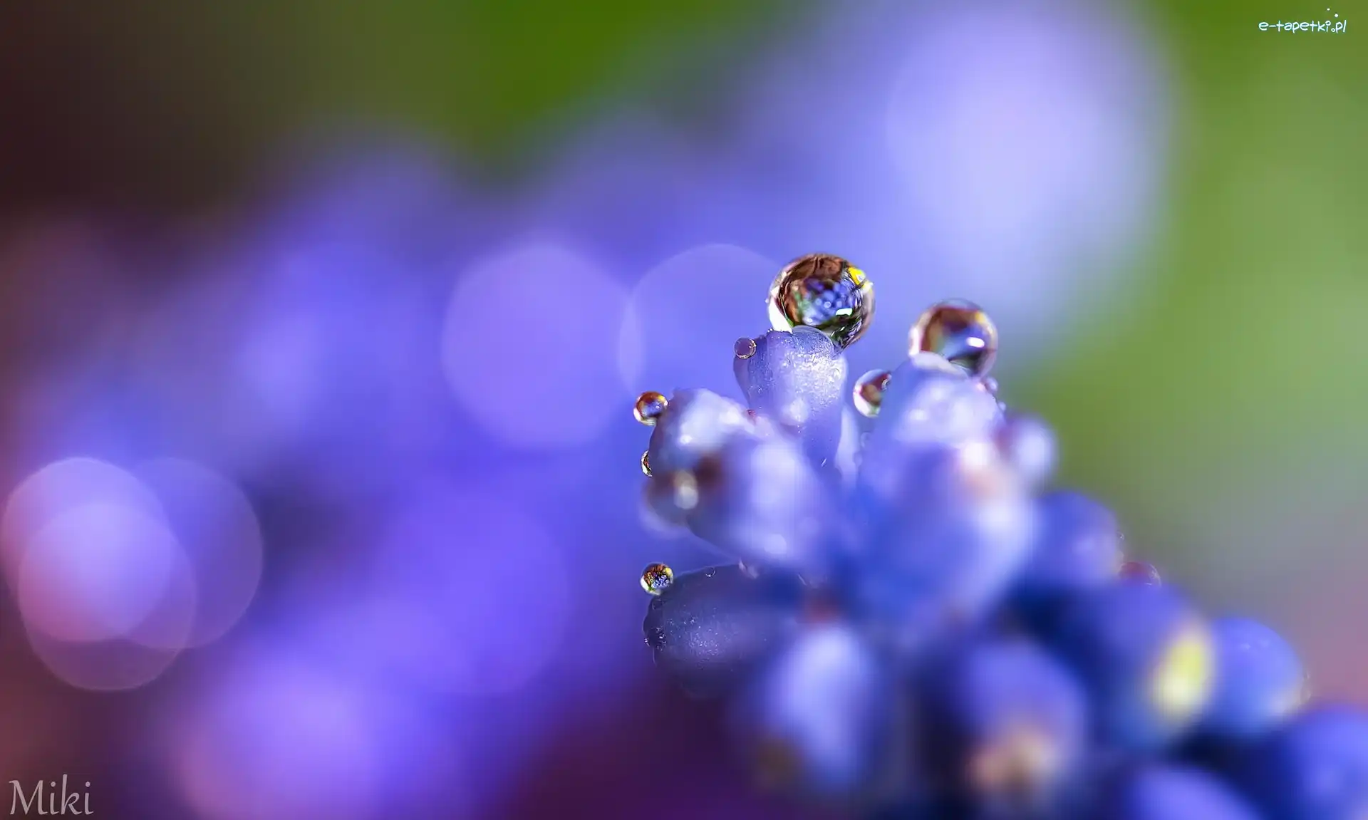 Makro, Rosa, Bokeh, Krople