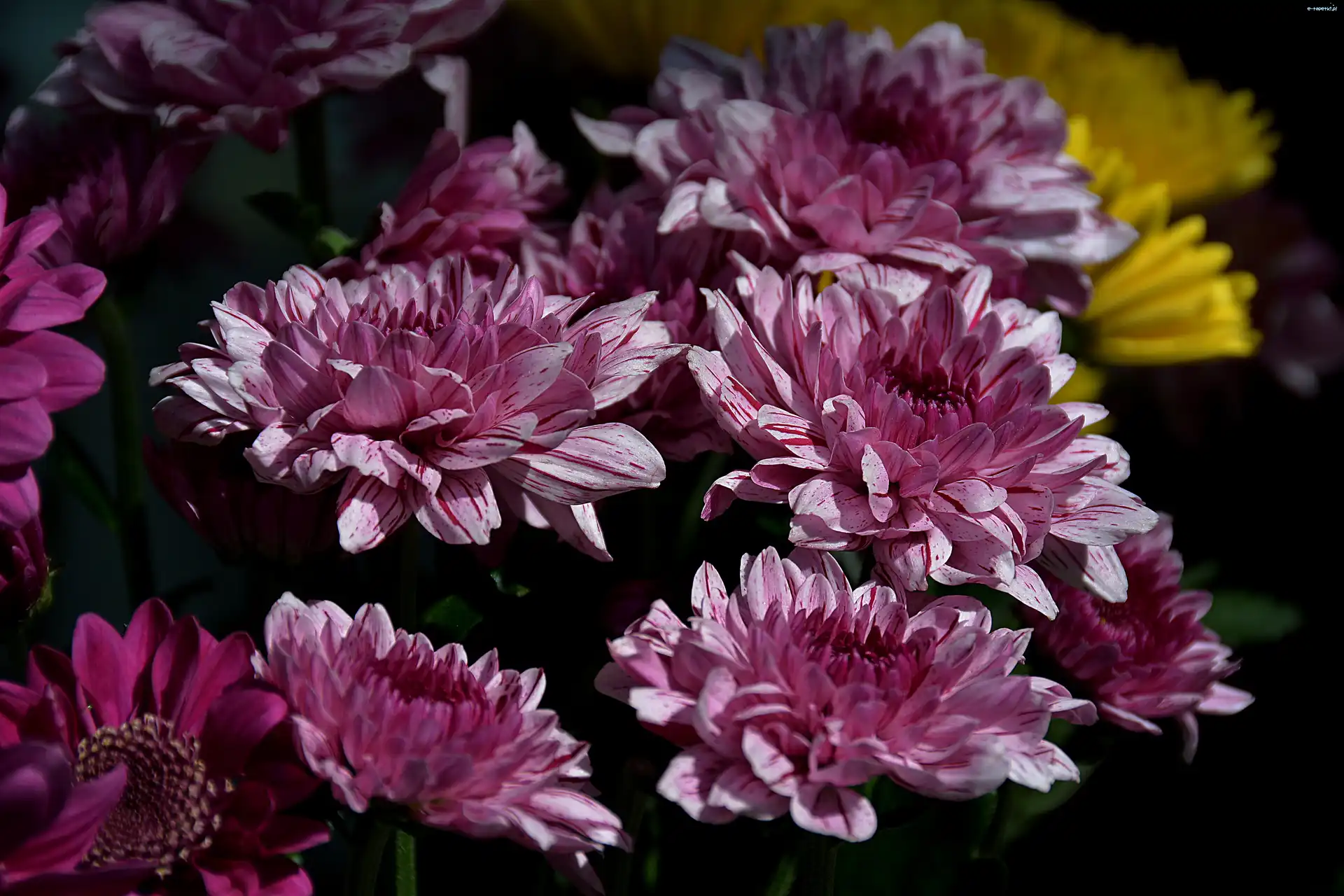 Chryzantemy, Purpurowe, Biało