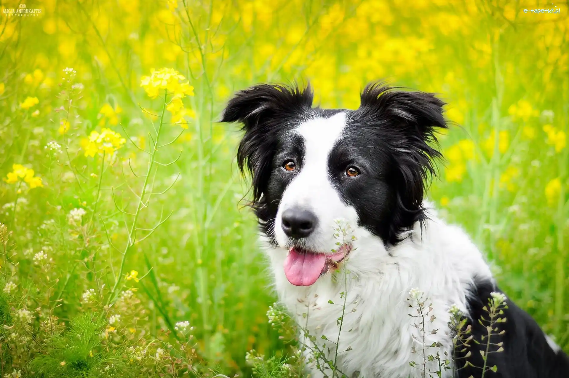 Border collie, Rzepak, Łąka, Pies