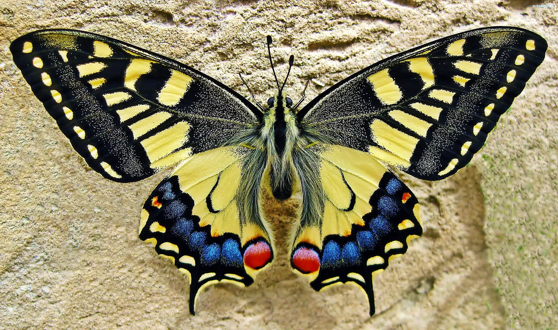 Królowej, Paź, Motyl