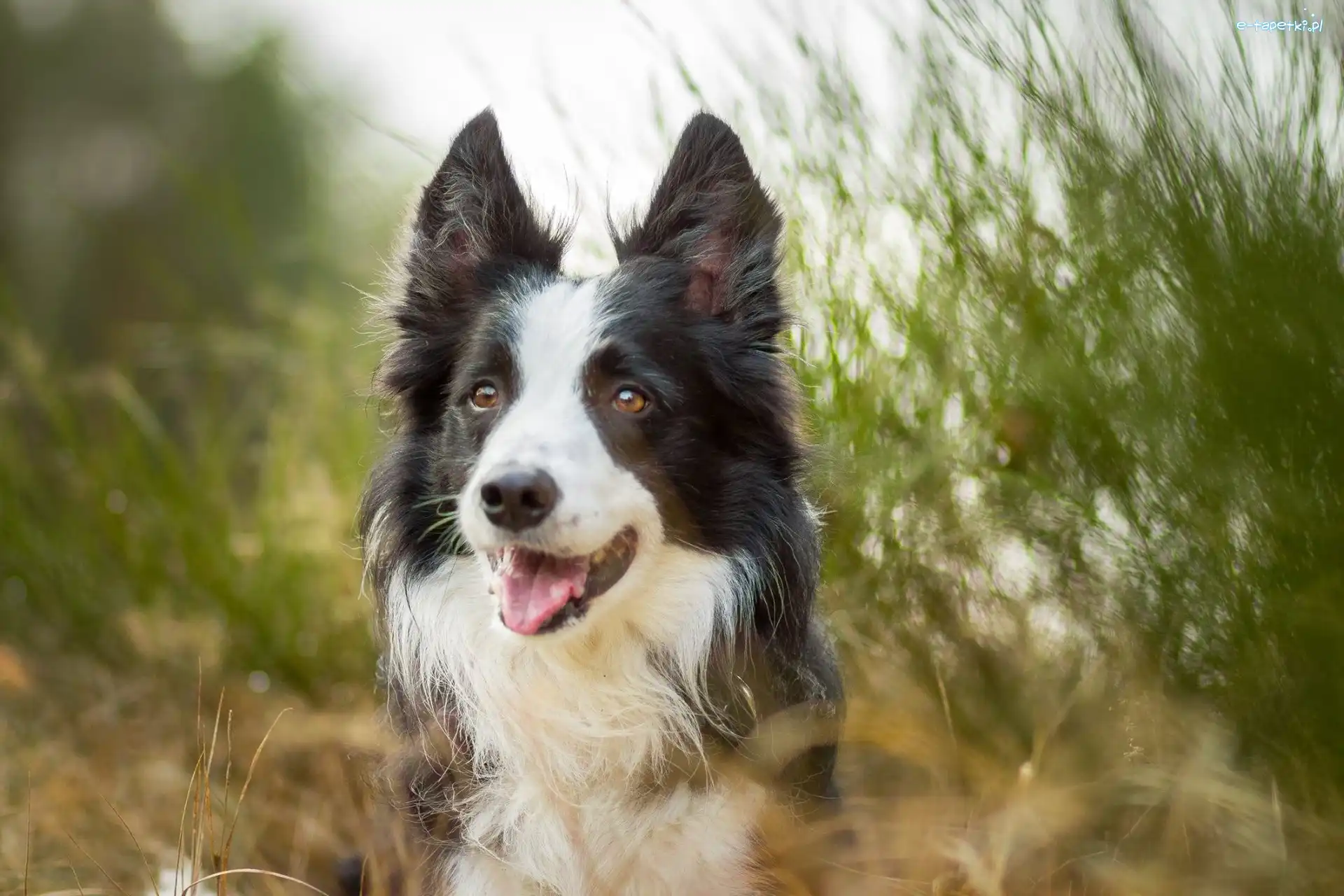 Border Collie, Rozmycie, Trawa, Pies