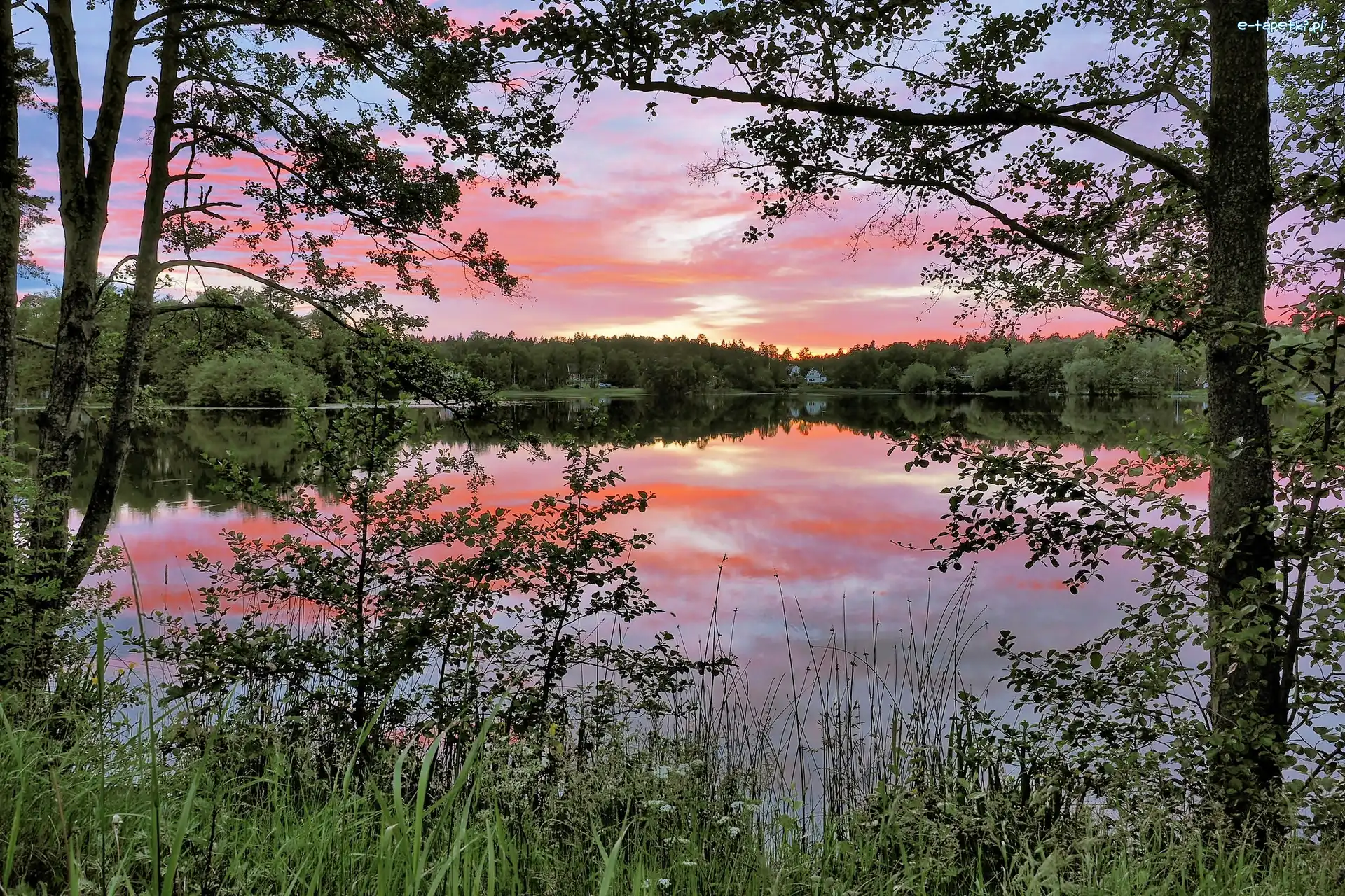 Jezioro, Świt, Las, Szwecja, Nacka