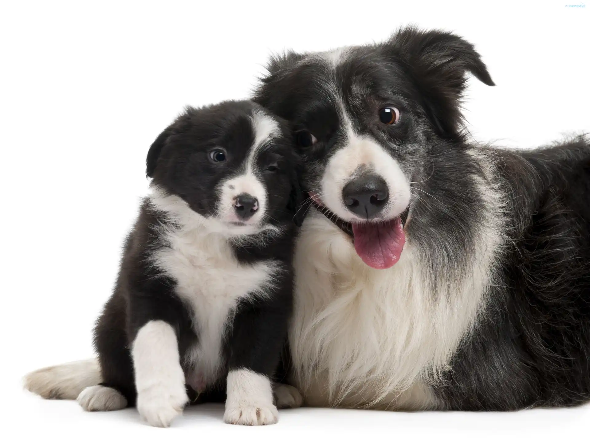 Pieski, Collie, Border, Dwa