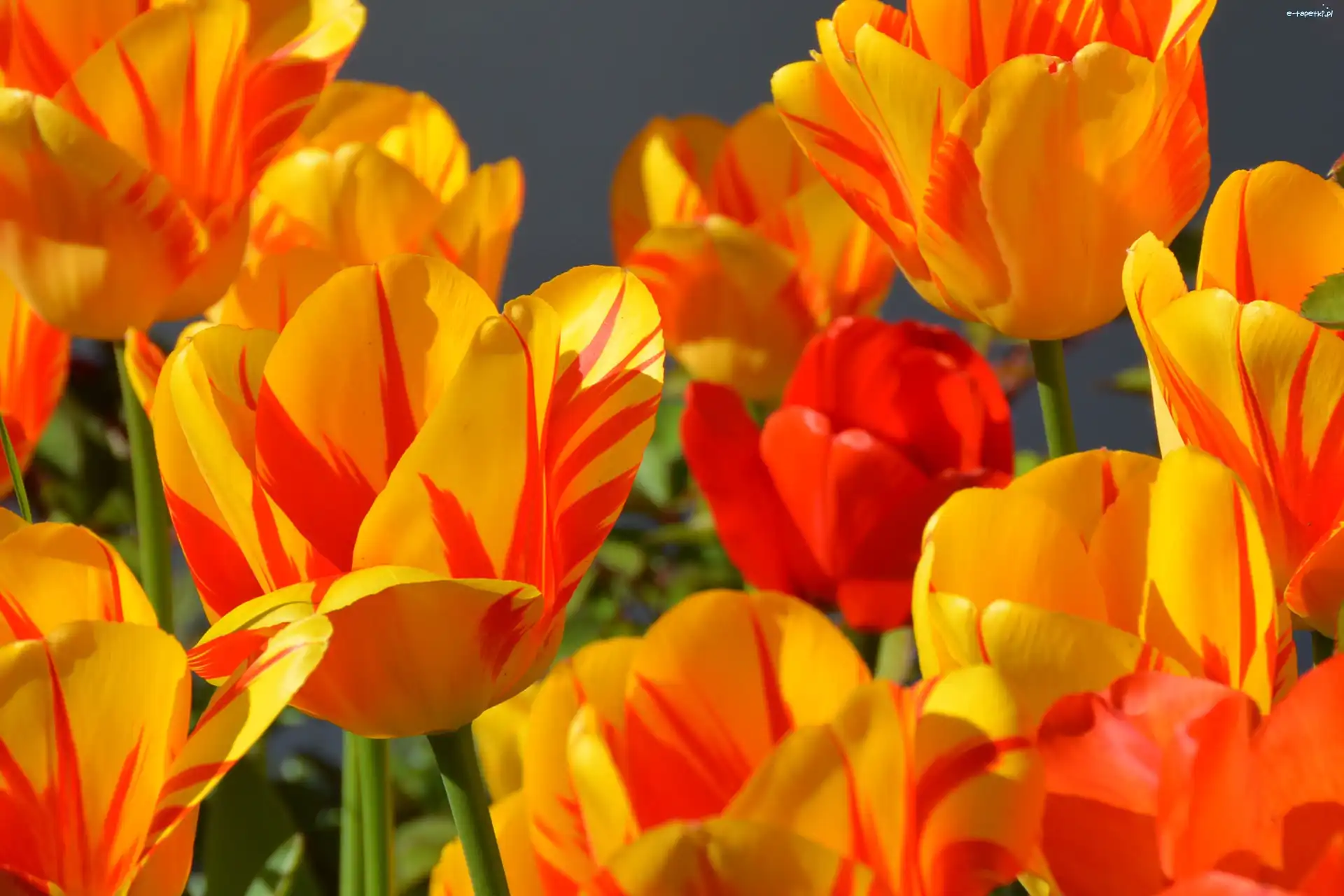 Tulipany, Czerwone, Żółto
