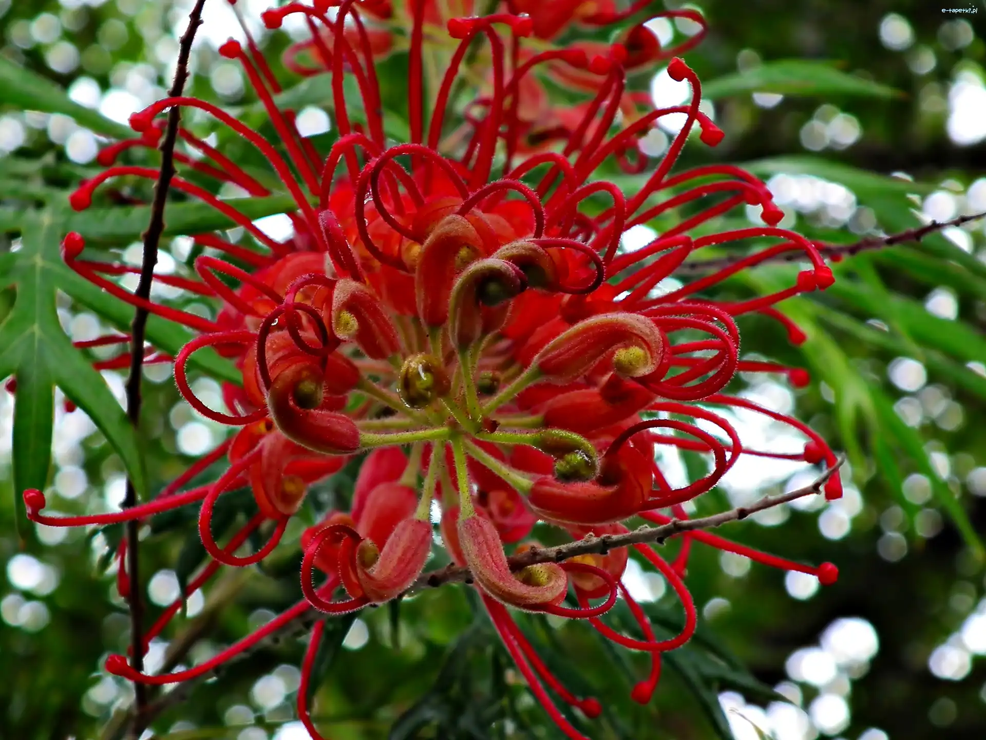Światło, Kwiat, Grevillea