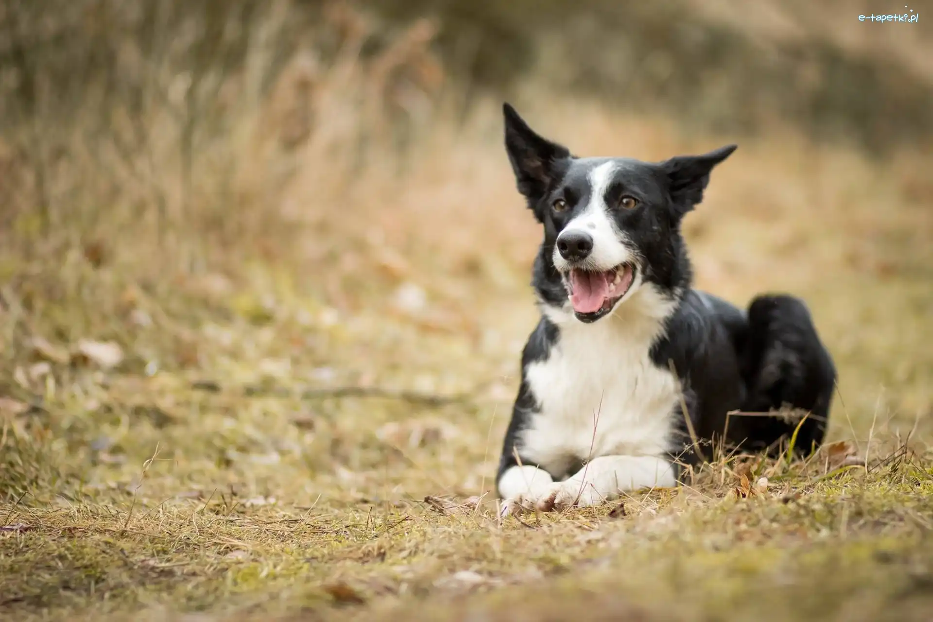 Trawa, Border Collie, Pies