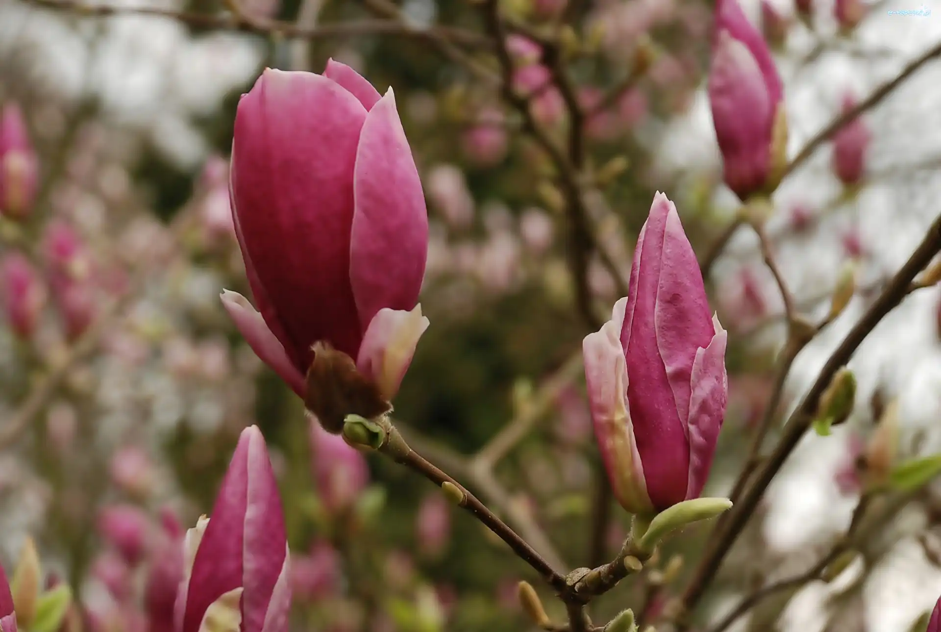 Magnolia, Różowa, Ciemno