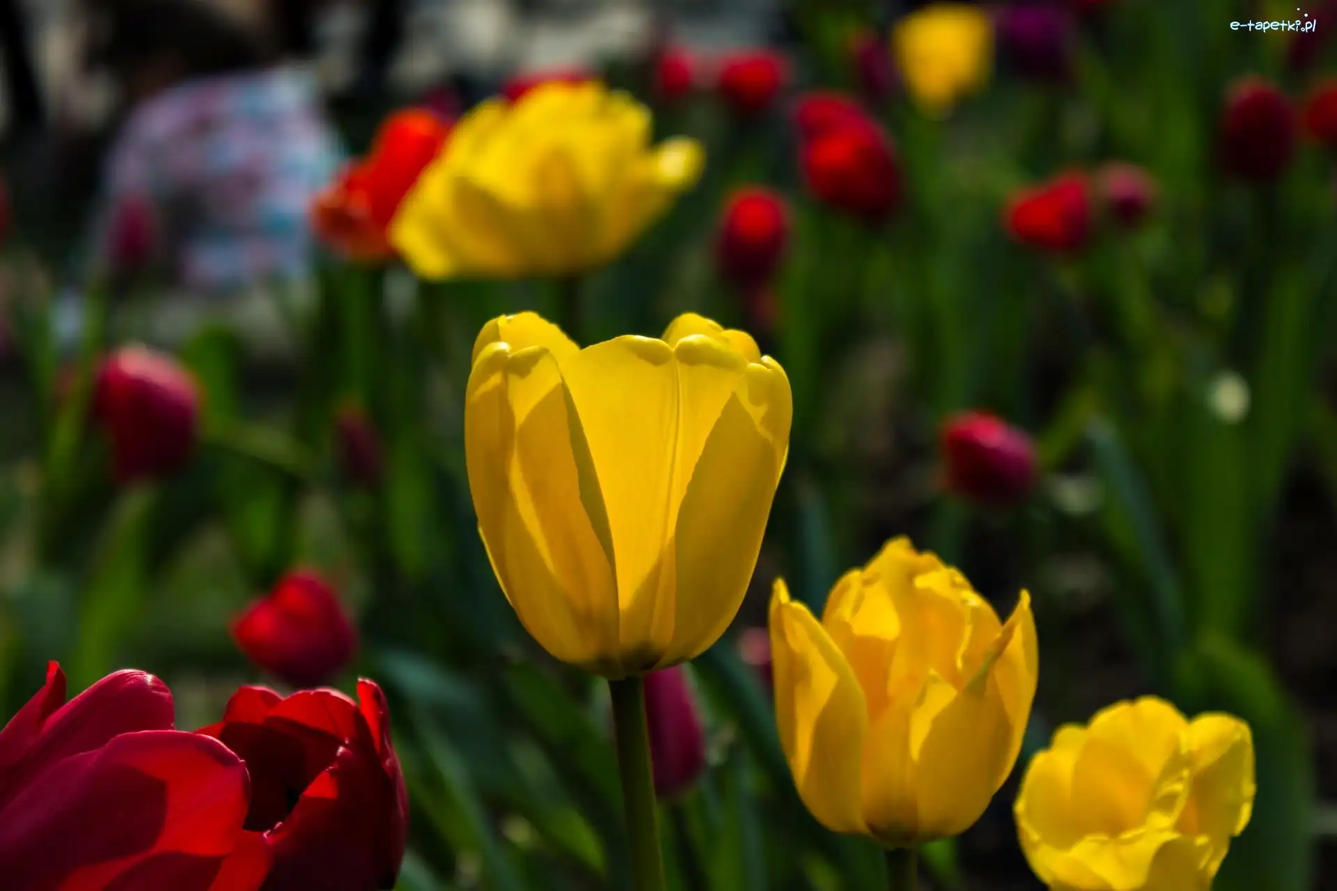 Tulipany, Czerwone, Żółte