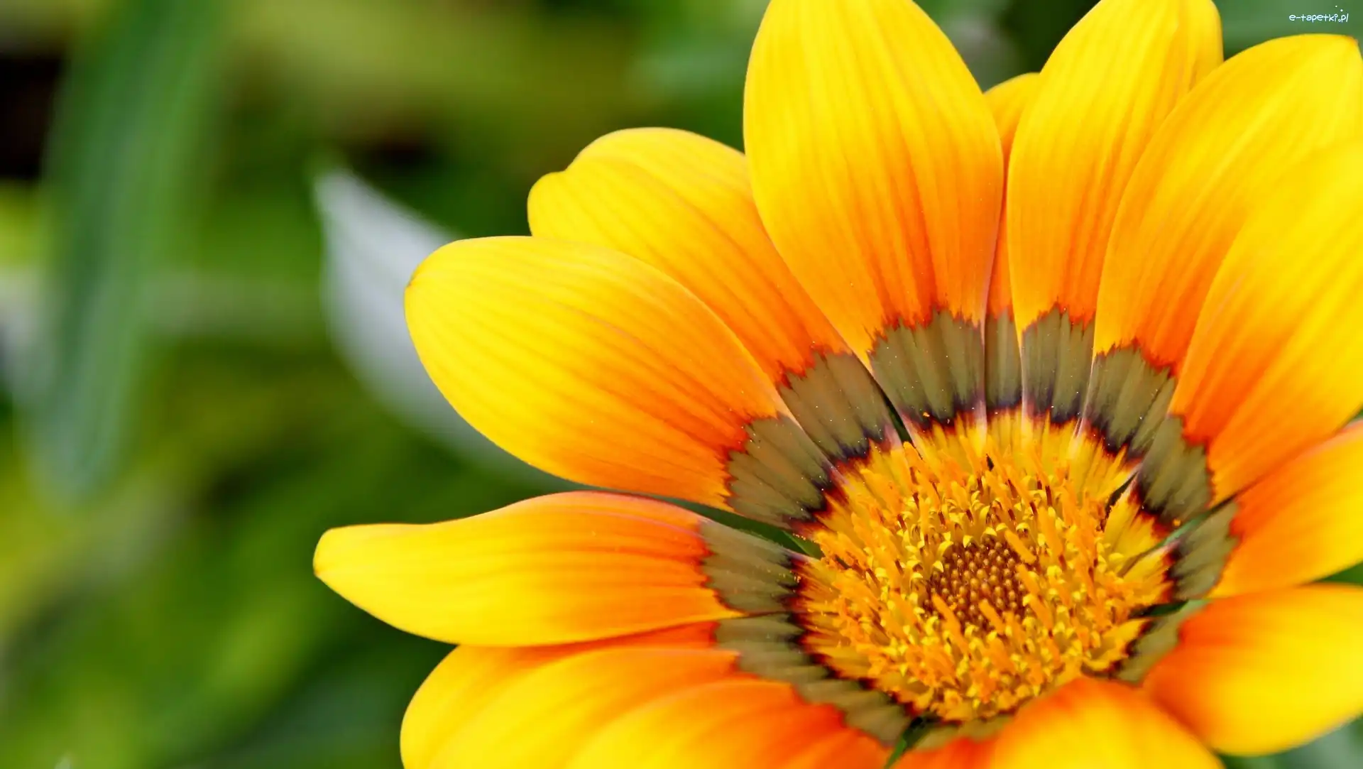 Gazania, Kwiat, Żółty