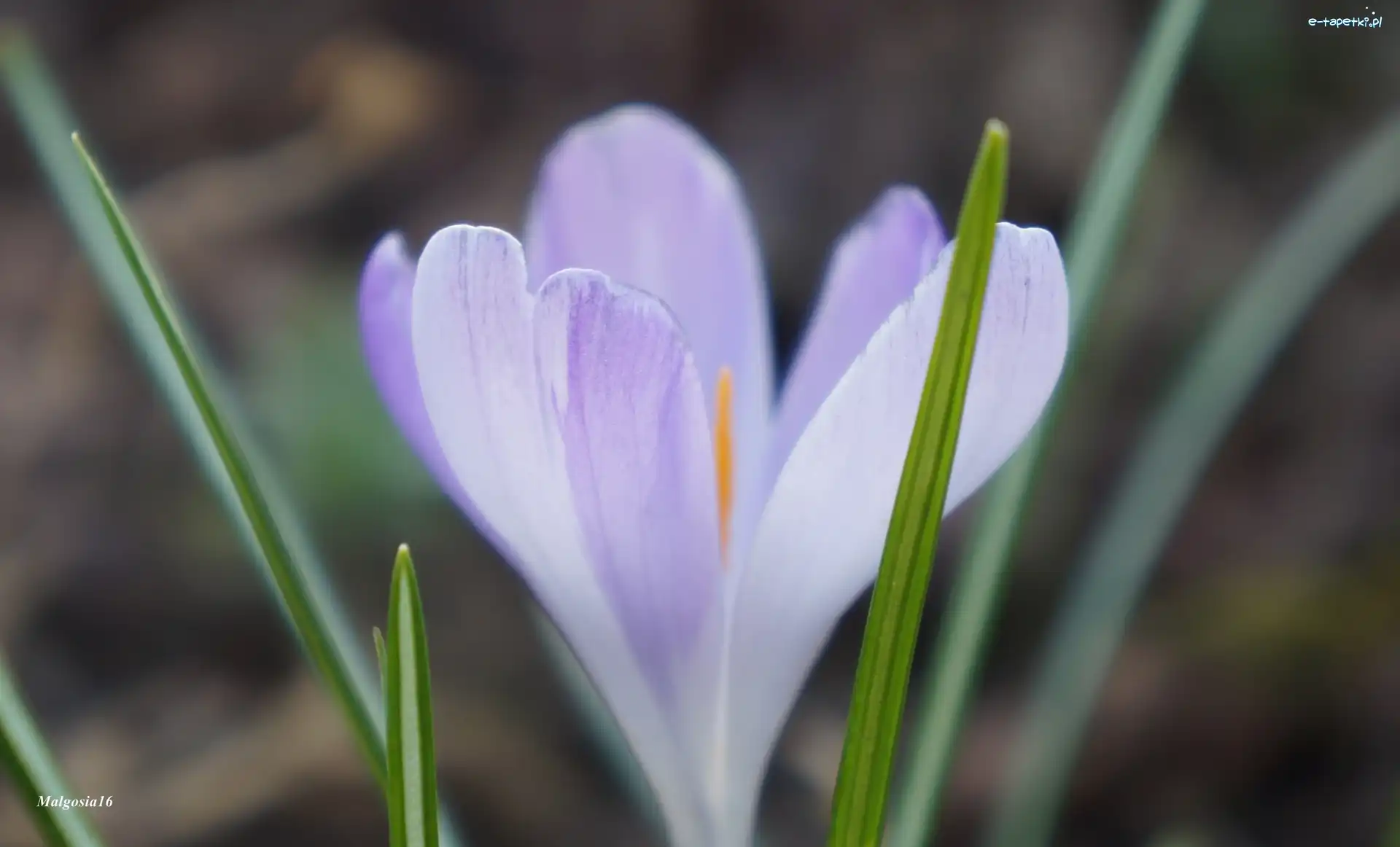 Krokus, Kwiat