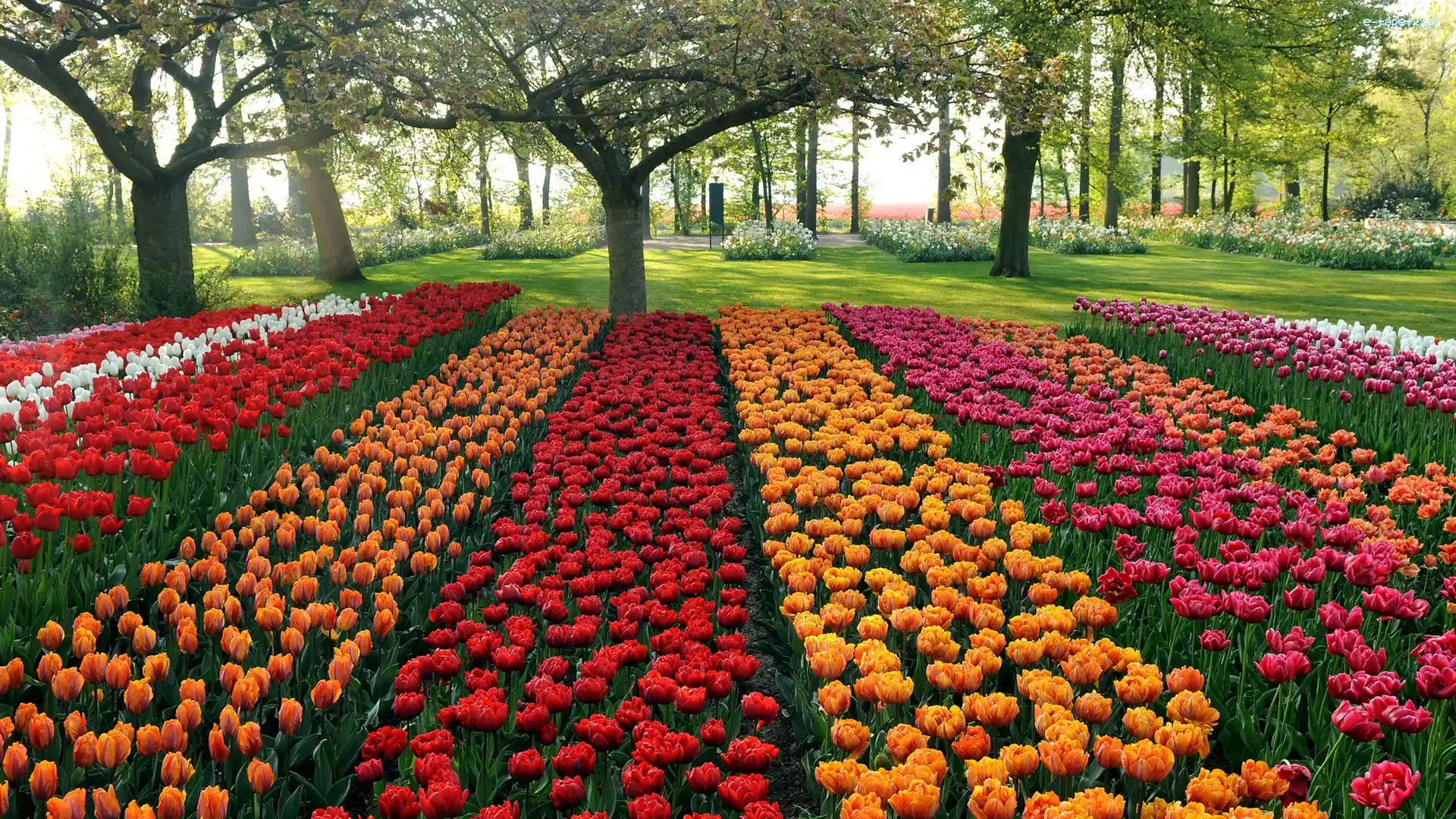 Tulipany, Kolorowe, Park
