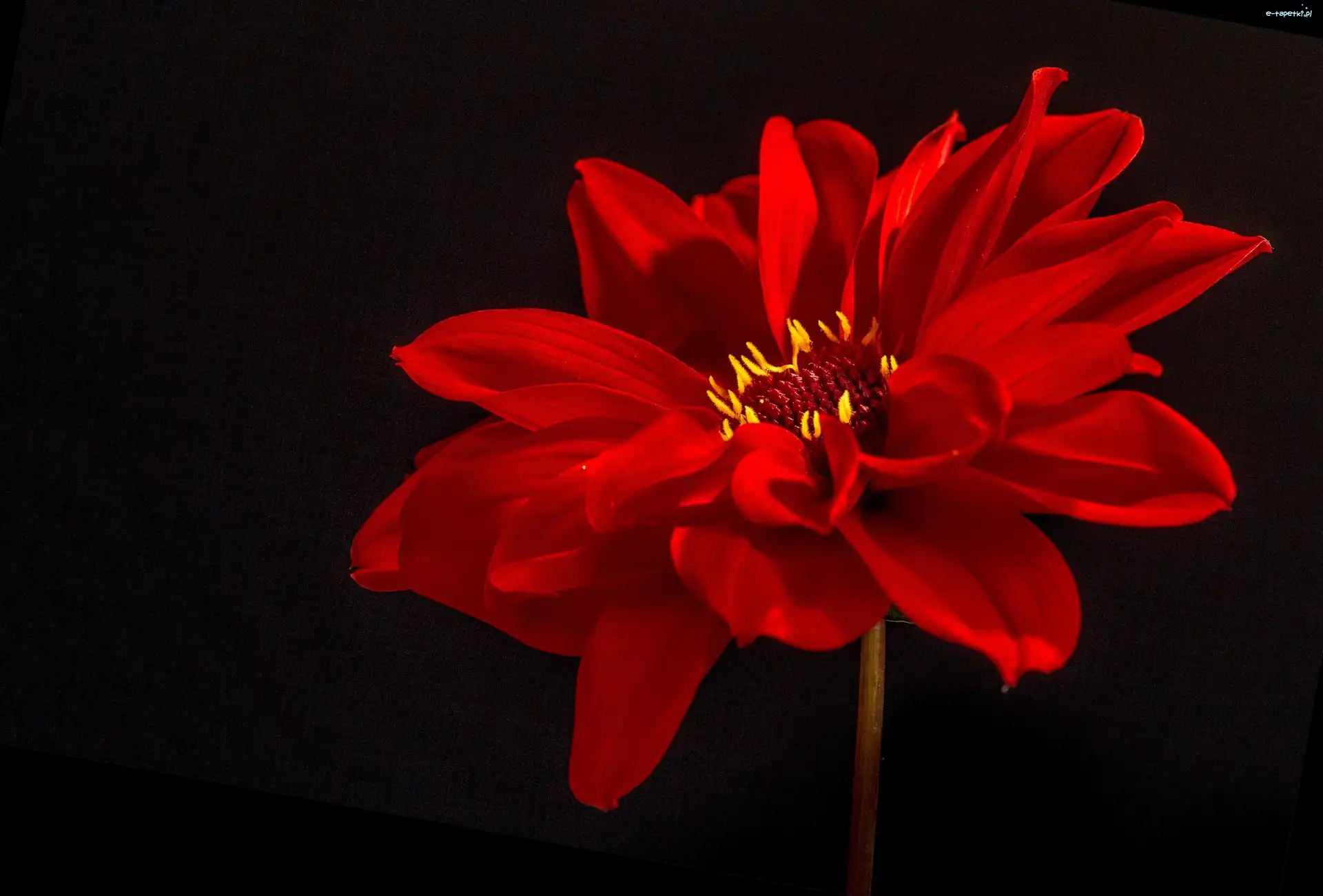 Dalia, Czerwona