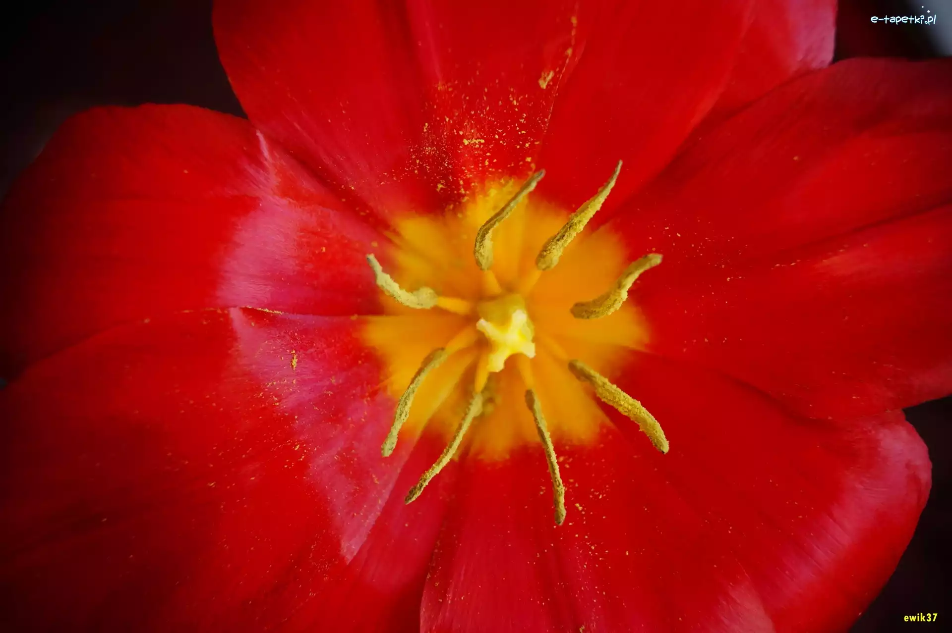 Makro, Tulipan, Czerwony