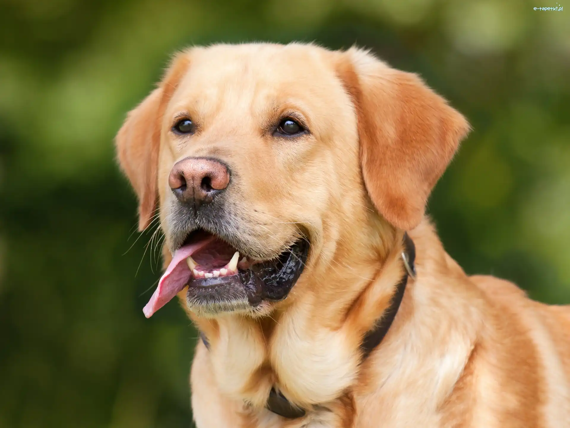 Labrador, Jęzor, Retriever, Pies