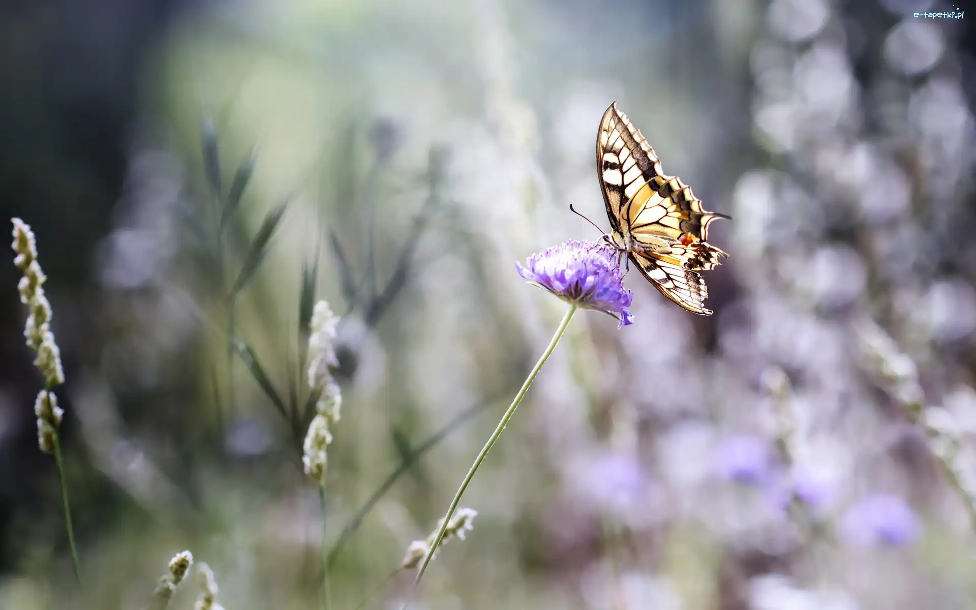Motyl, Kwiat, Paź Królowej, Bokeh, Koniczyny
