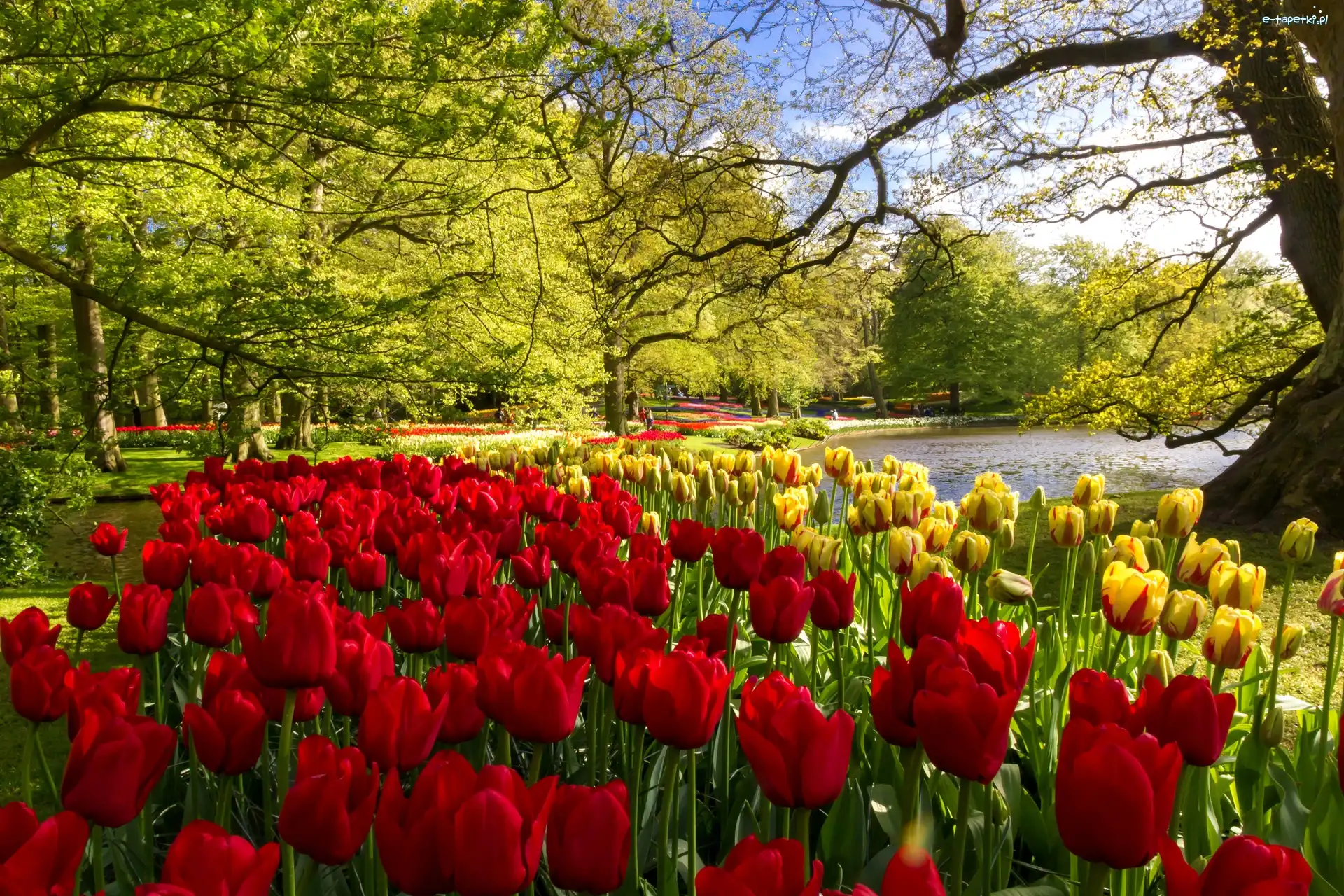 Tulipany, Park