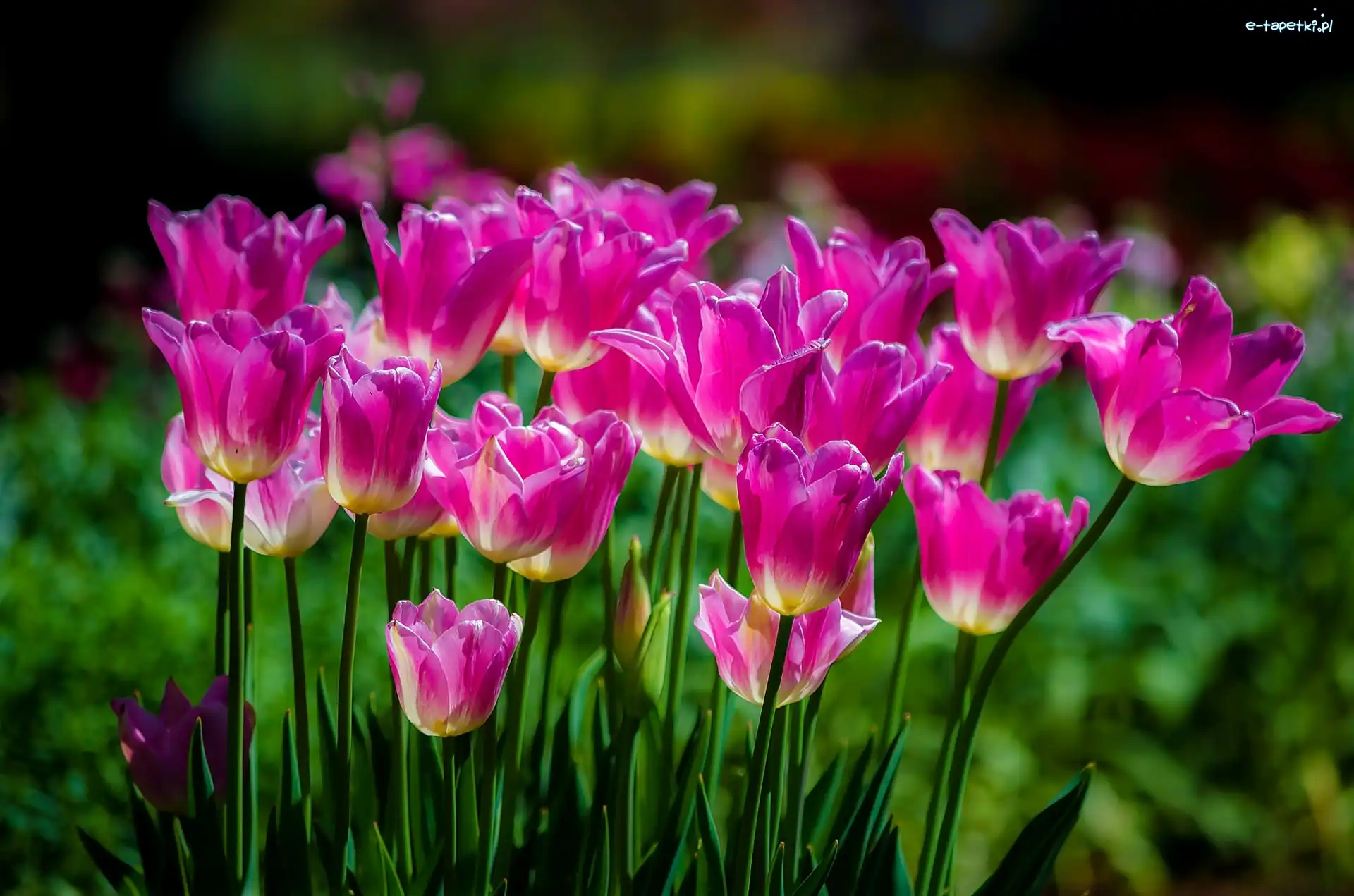Tulipany, Kwiaty