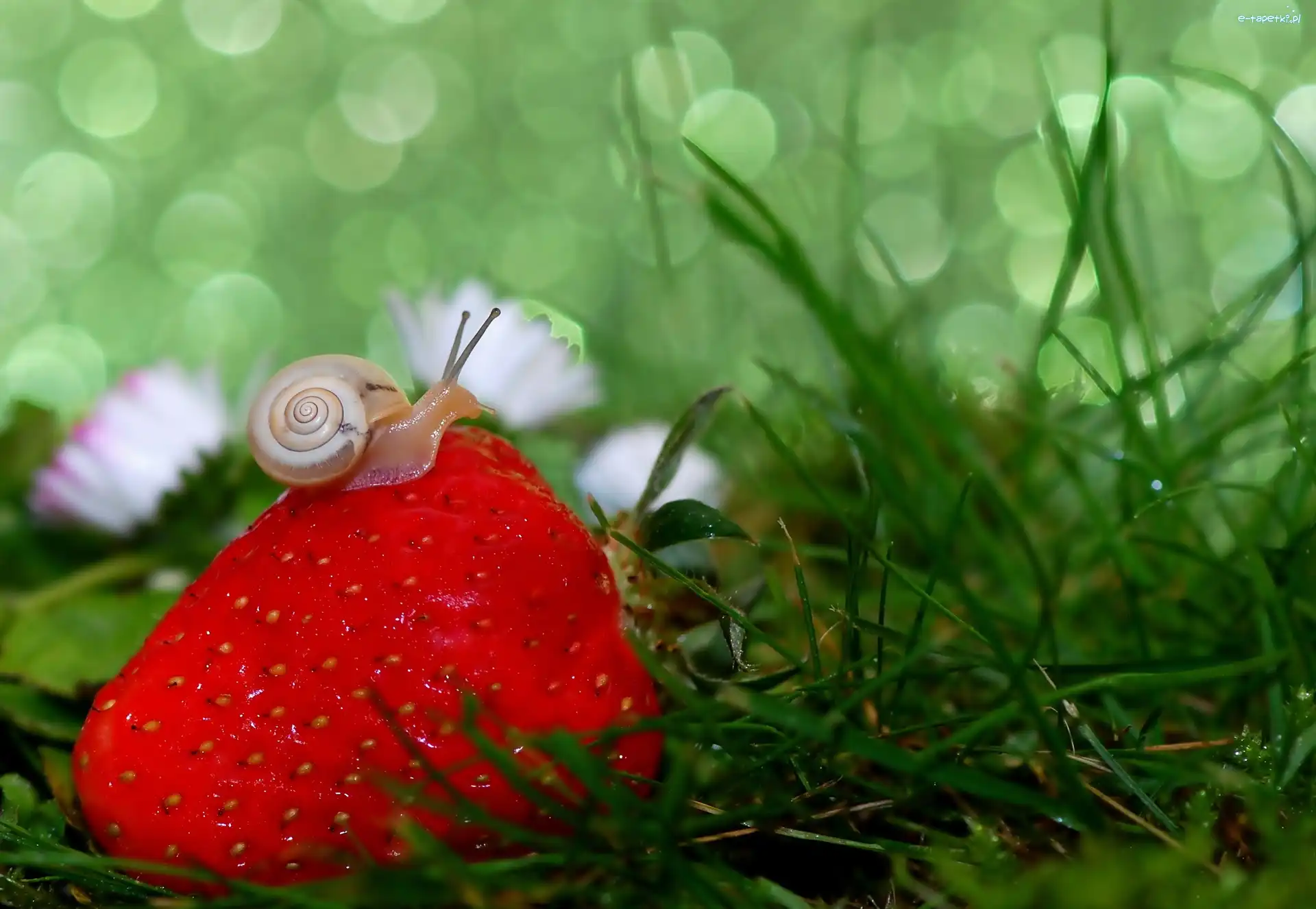 Ślimak, Trawa, Truskawka, Bokeh, Makro